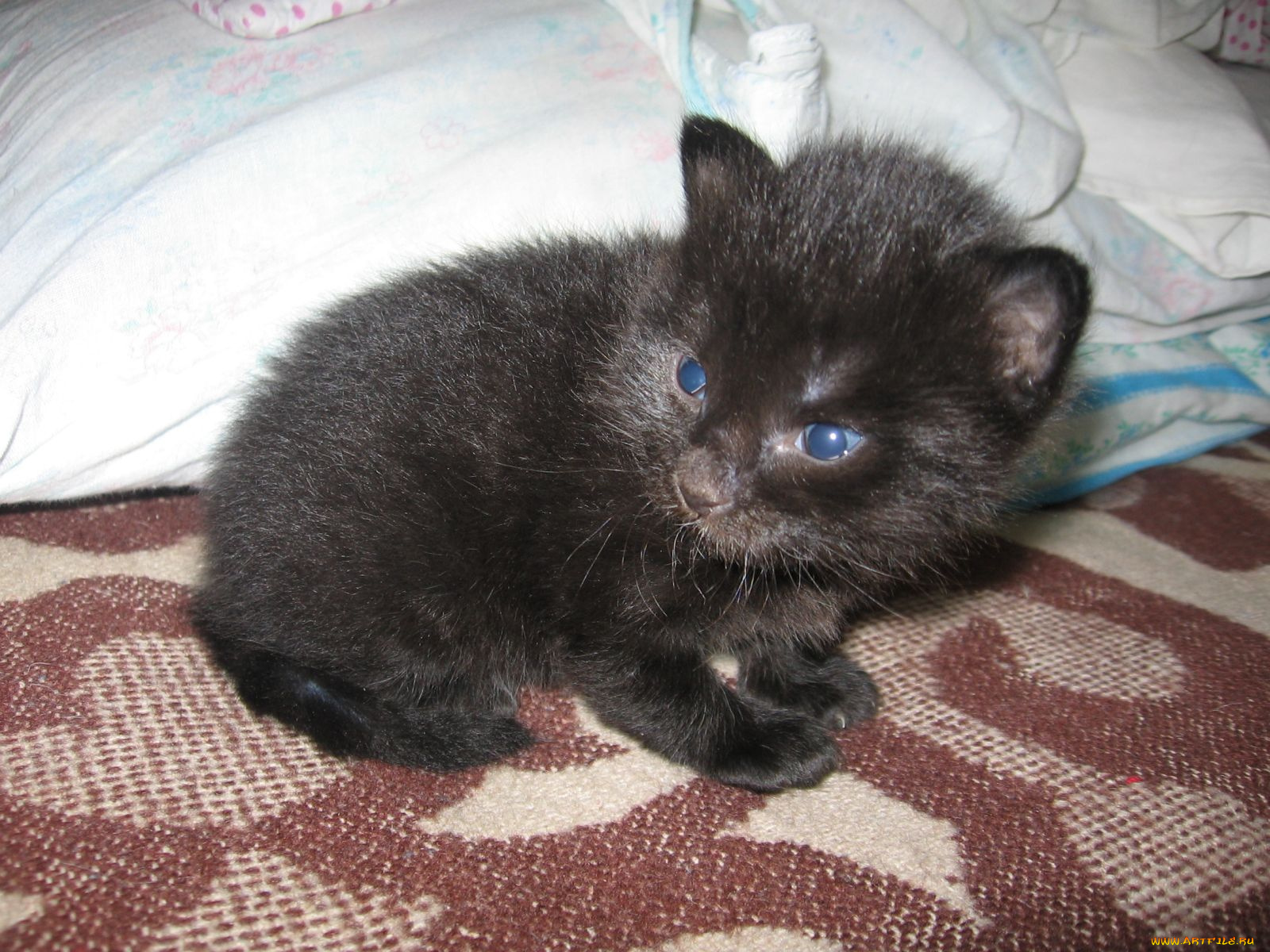 животные, коты