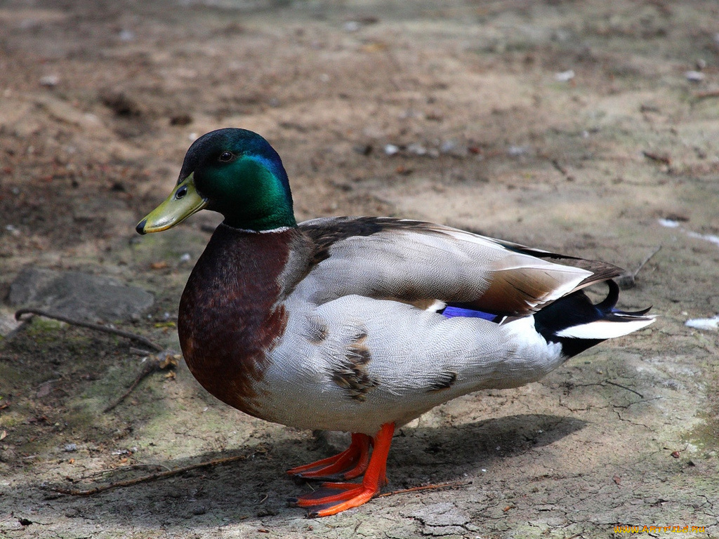 дядя, саша, красавец, животные, утки