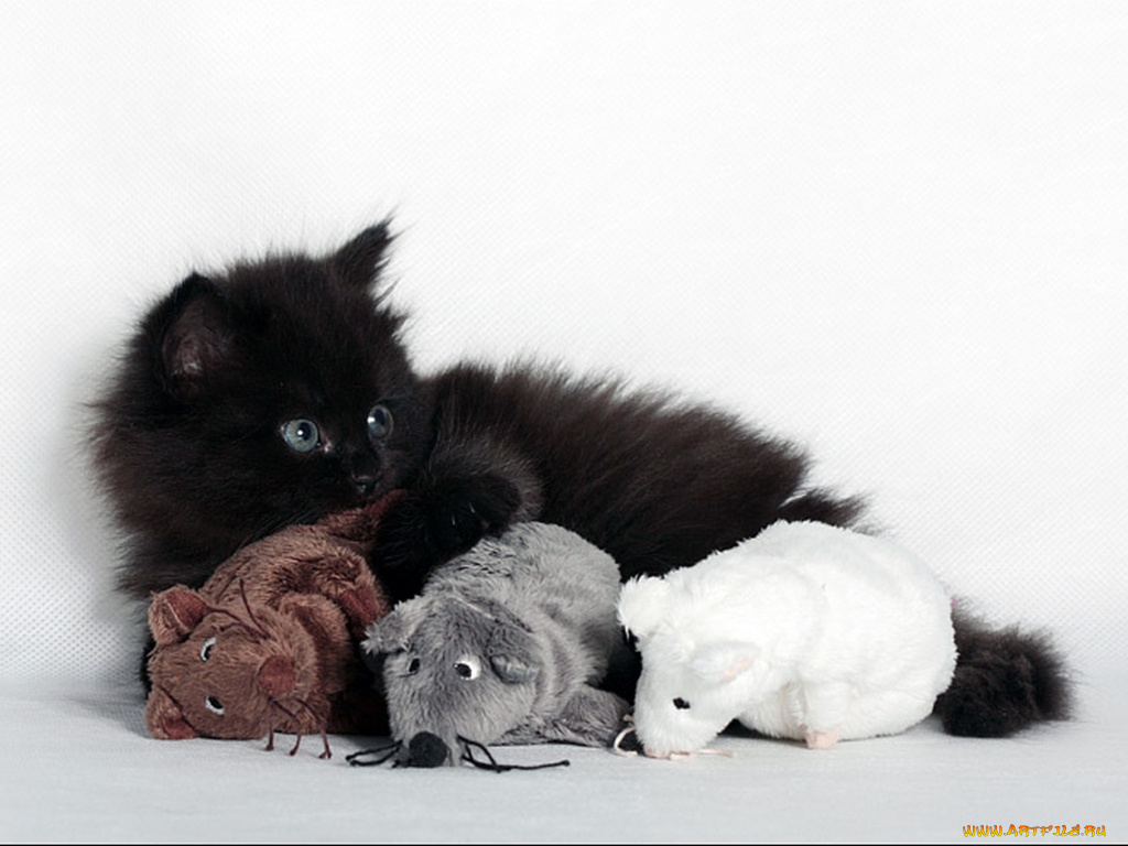 гинтер, галина, всё, моё, животные, коты