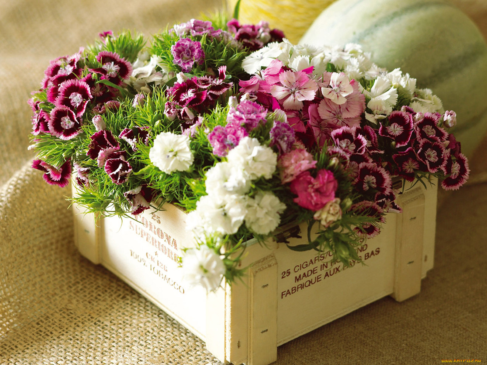 цветы, гвоздики