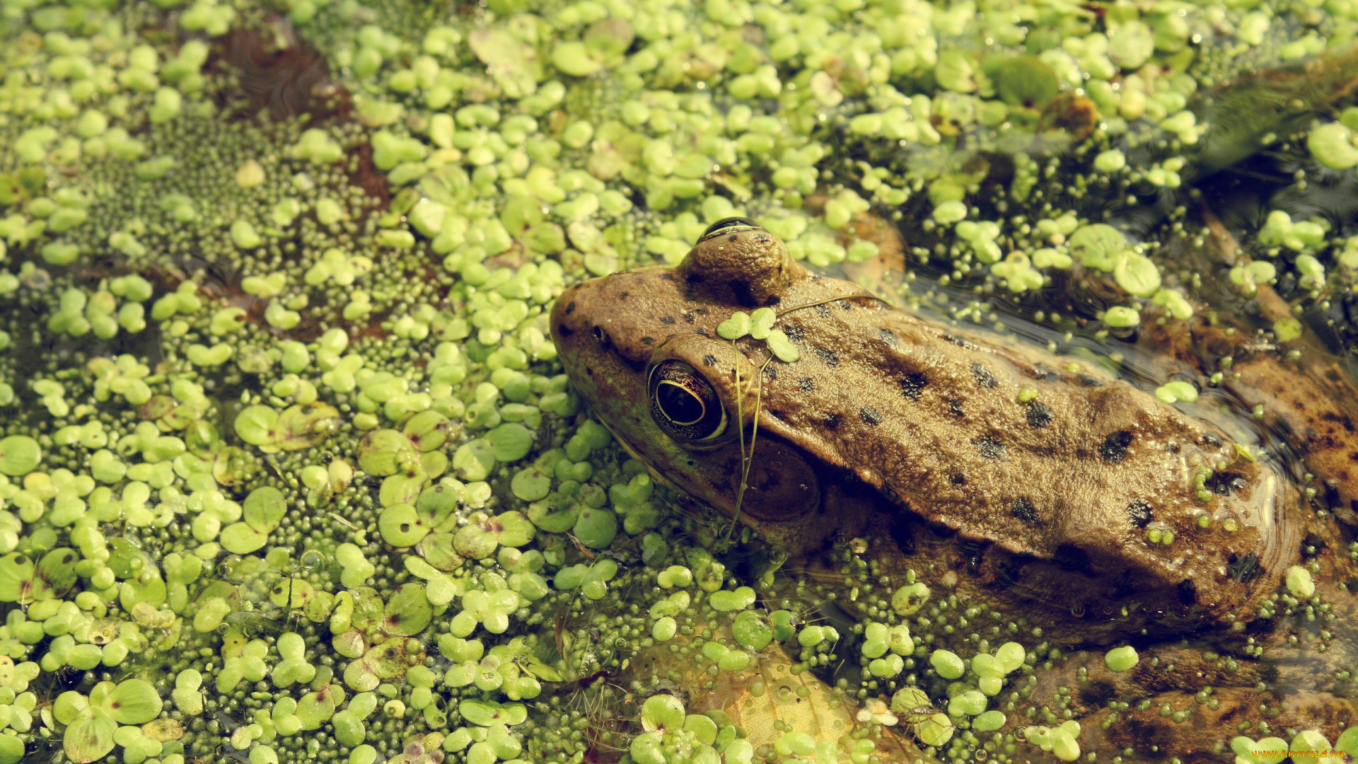 животные, лягушки