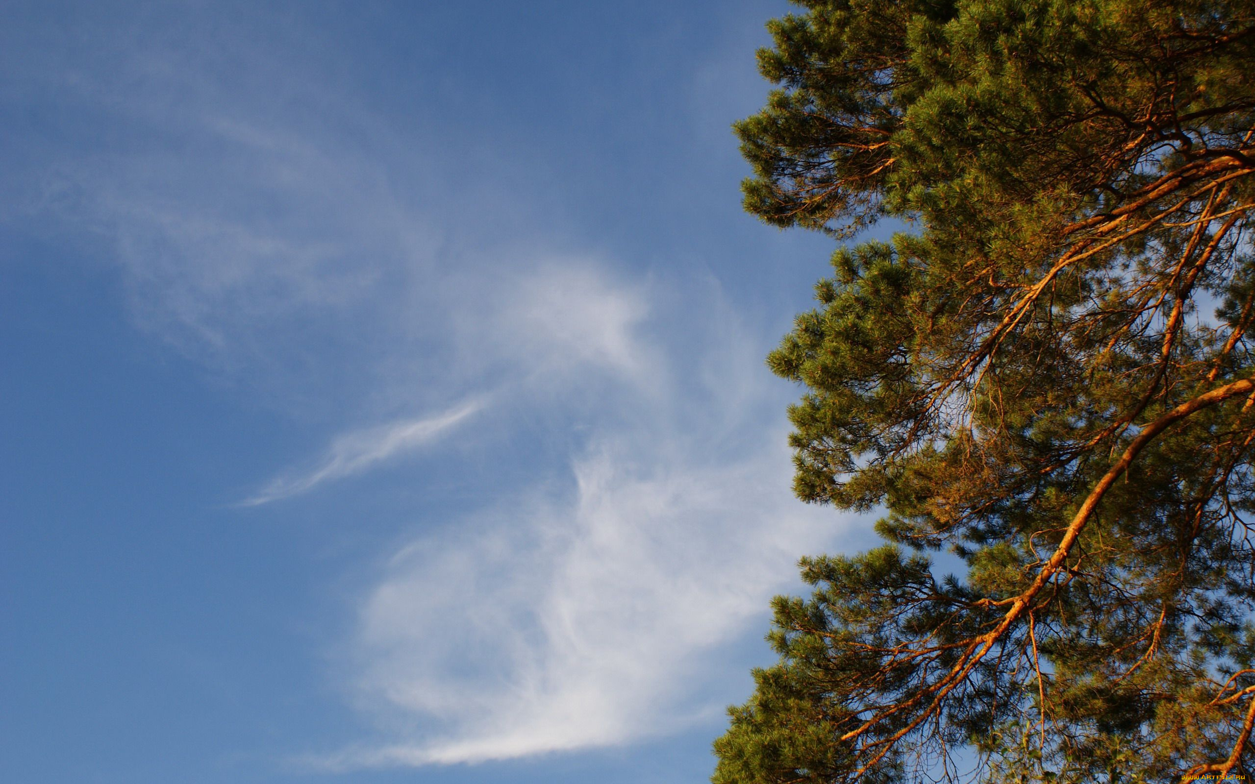 природа, деревья