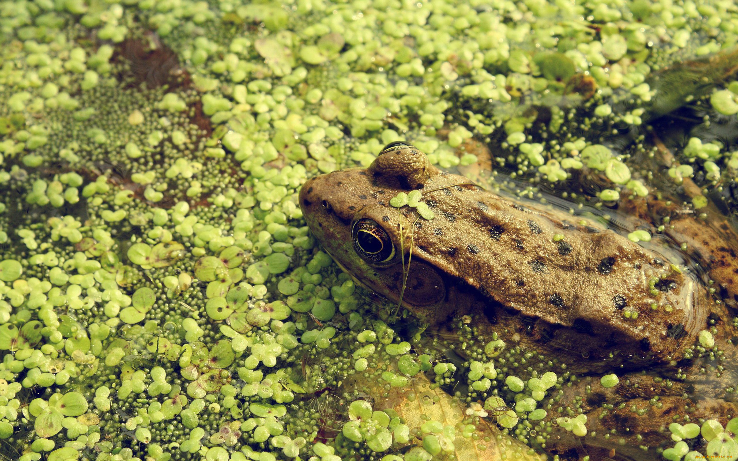 животные, лягушки
