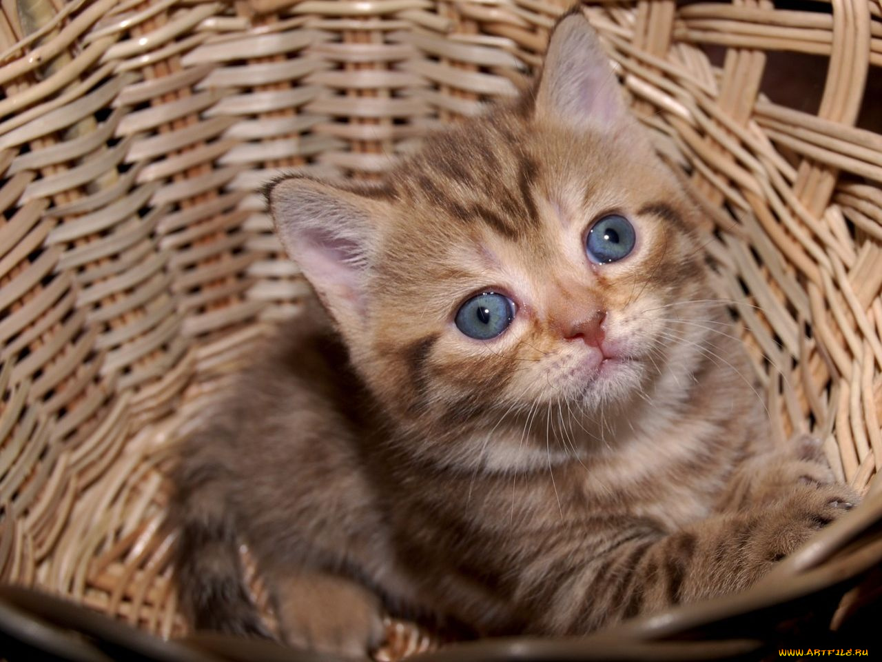 животные, коты