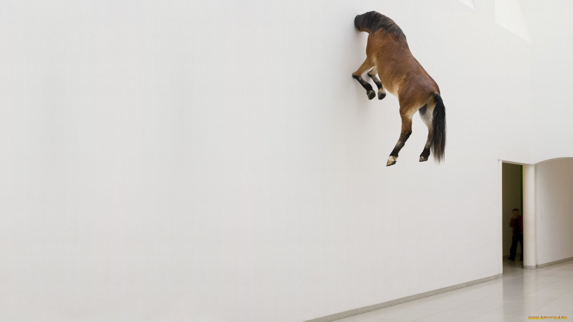 юмор, приколы