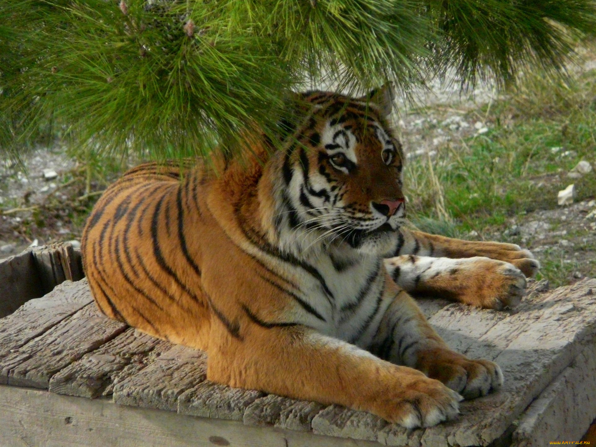 животные, тигры