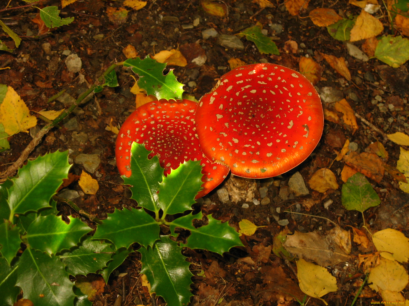 природа, грибы, мухомор, мухоморы