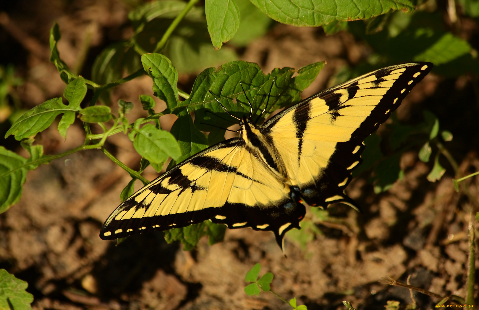 животные, бабочки, бабочка