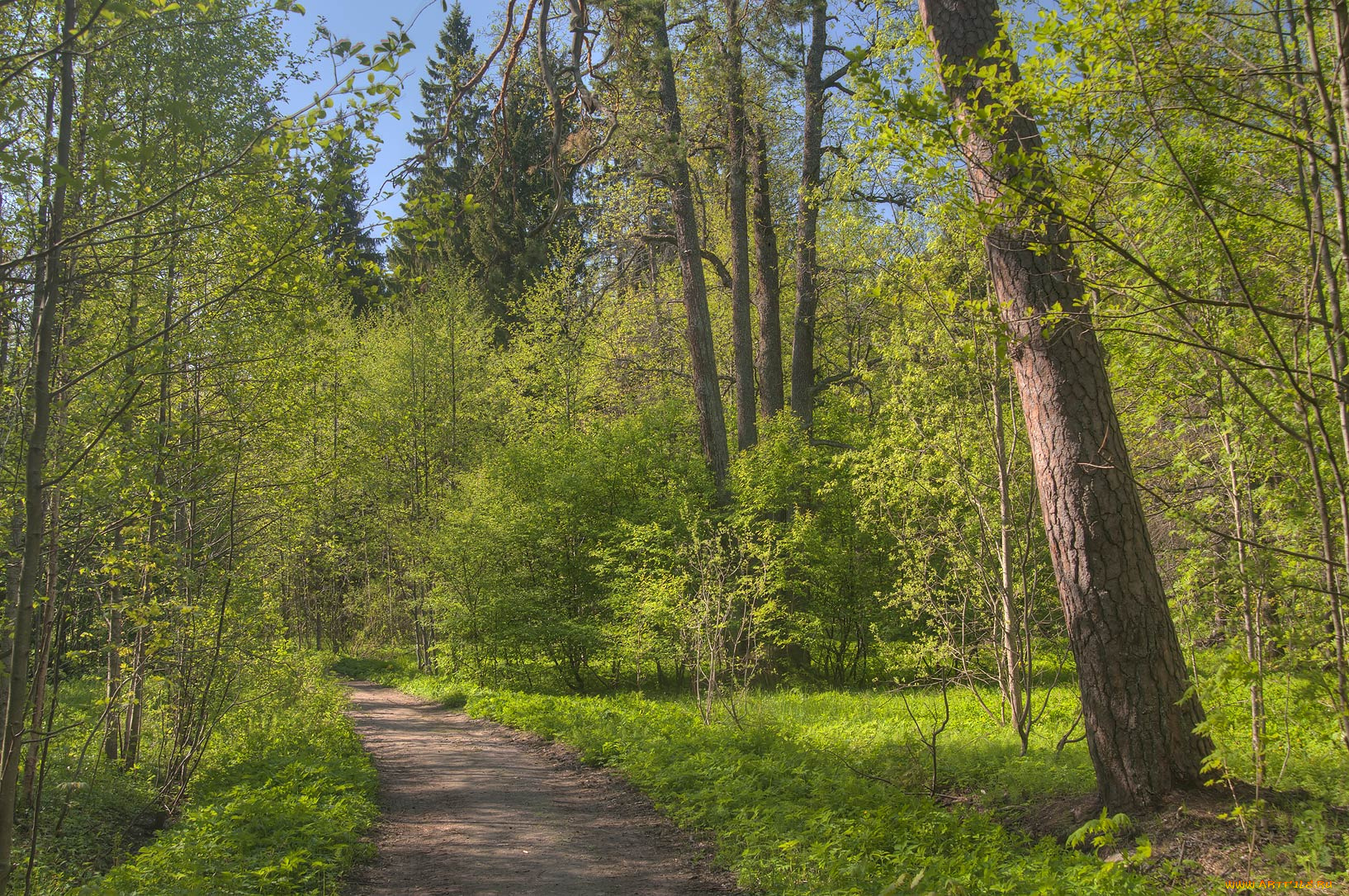 природа, дороги, деревья, дорога, парк