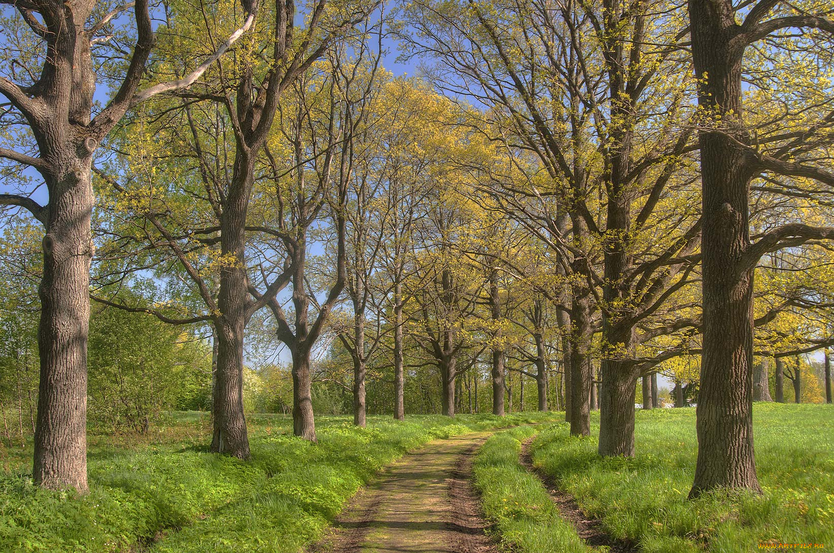 природа, дороги, деревья, дорога, парк
