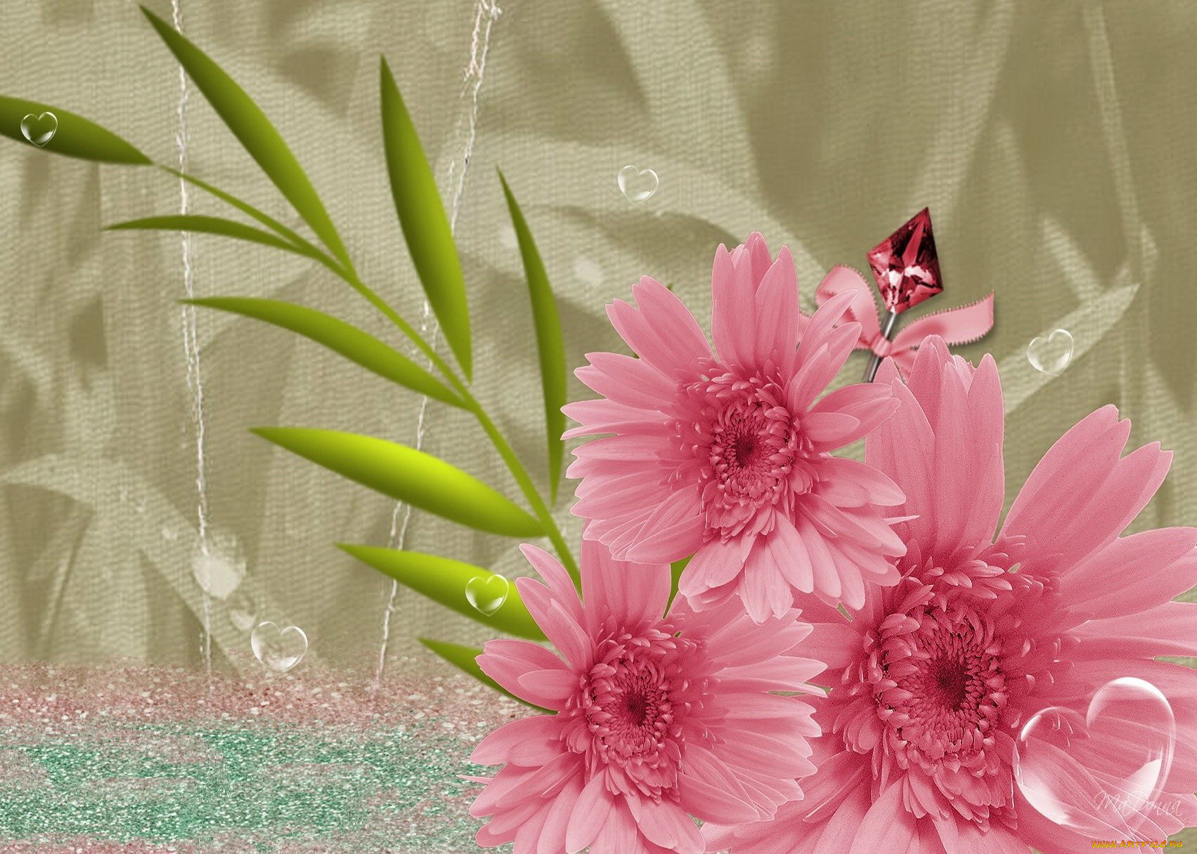 цветы, герберы, розовый