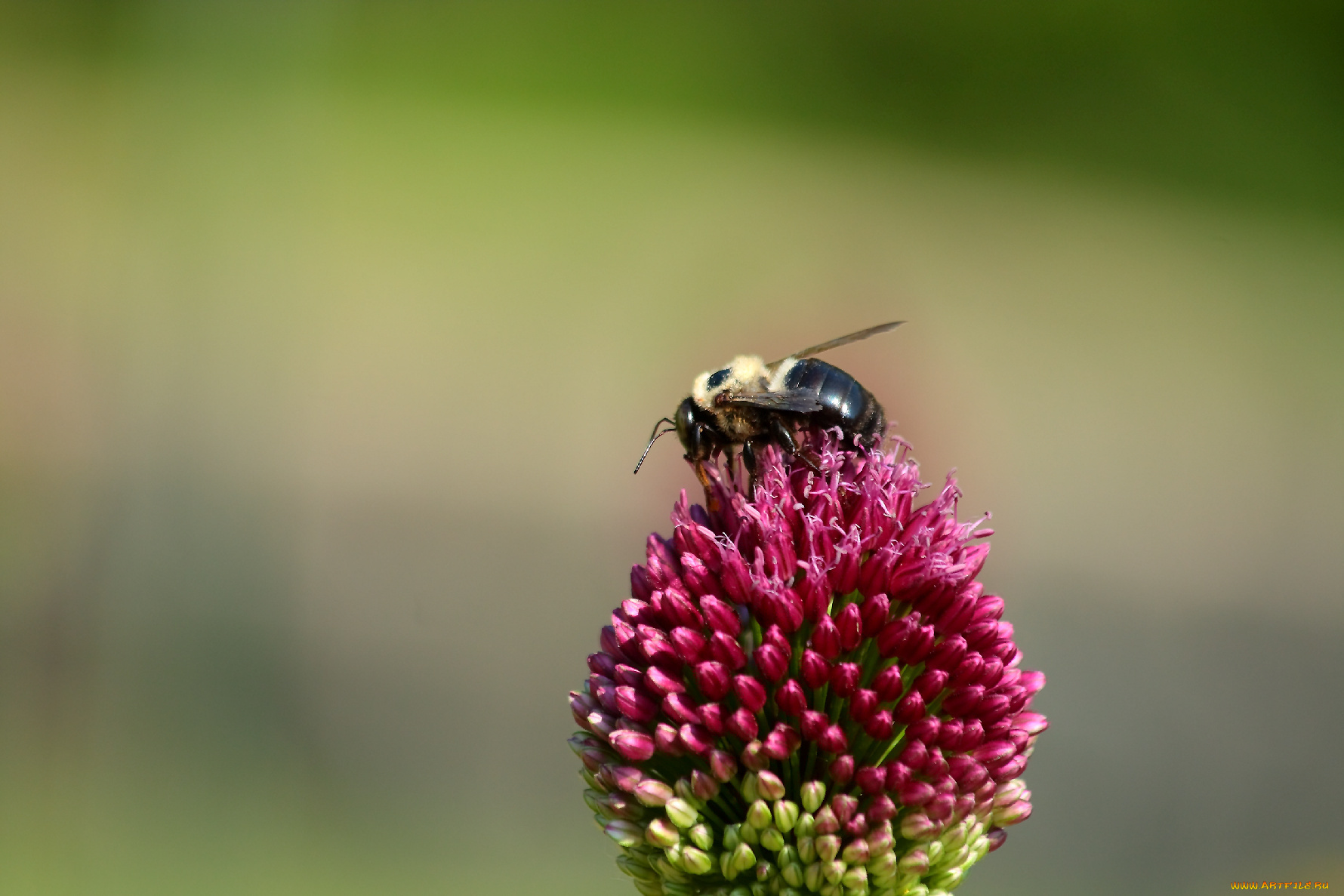 животные, пчелы, осы, шмели, цветок, пчела