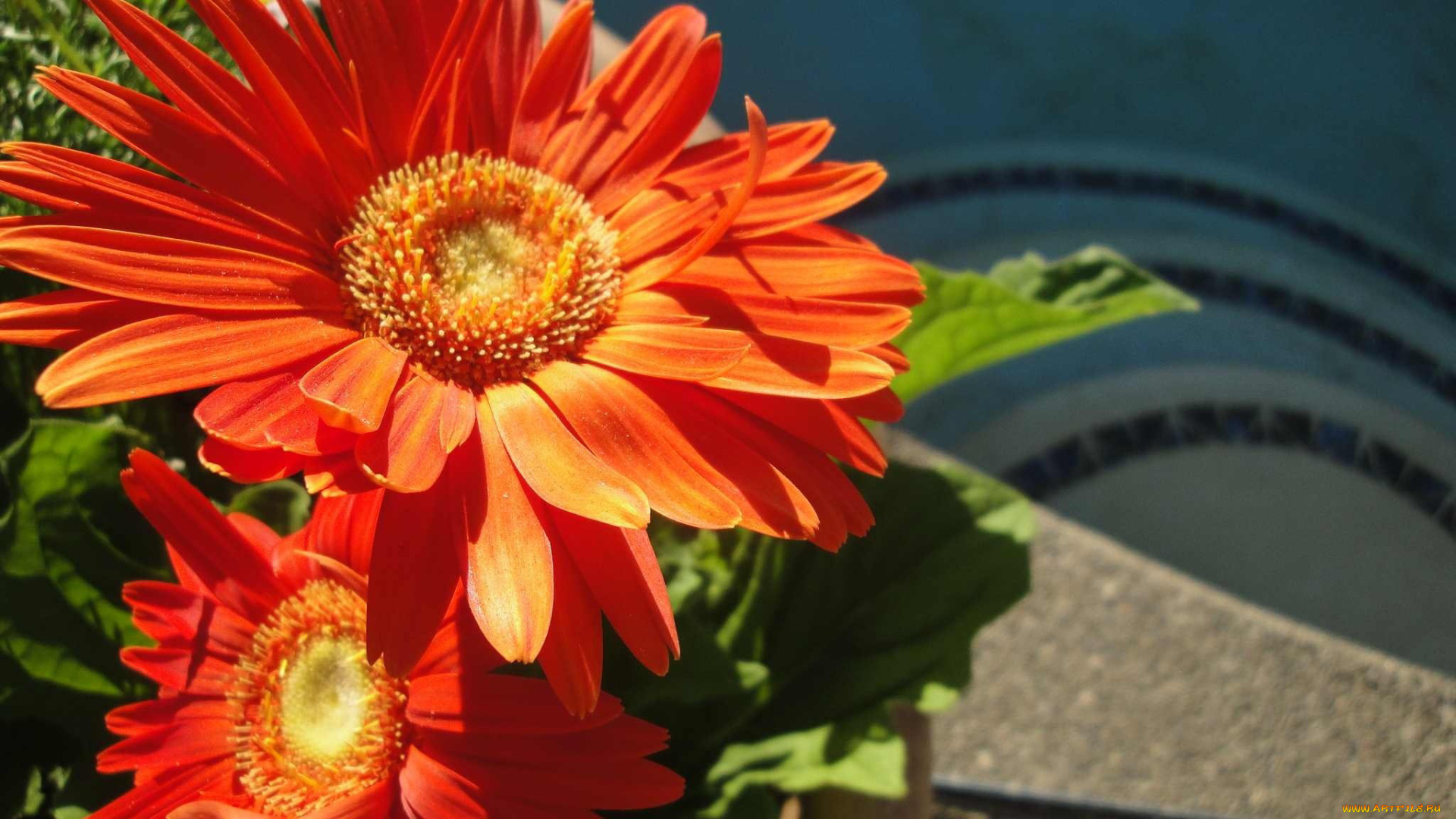 цветы, герберы, лепестки