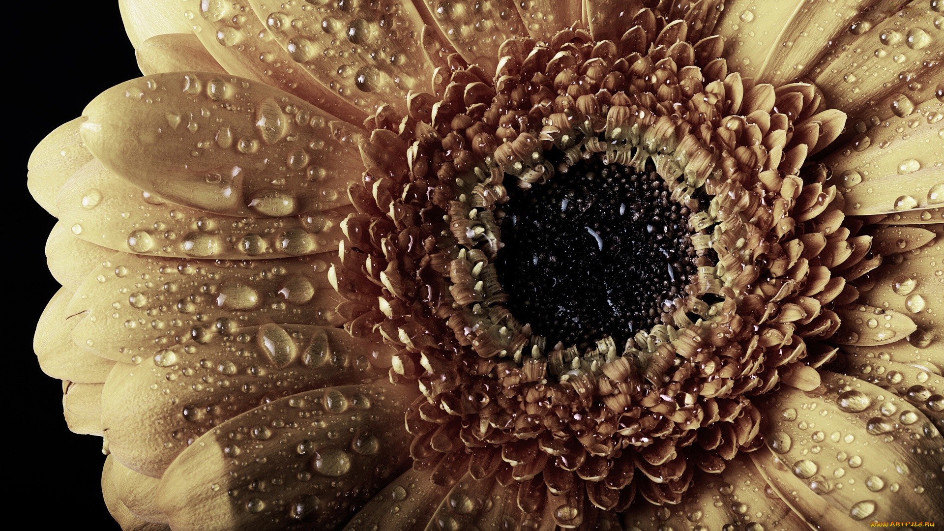 цветы, герберы, макро, капли