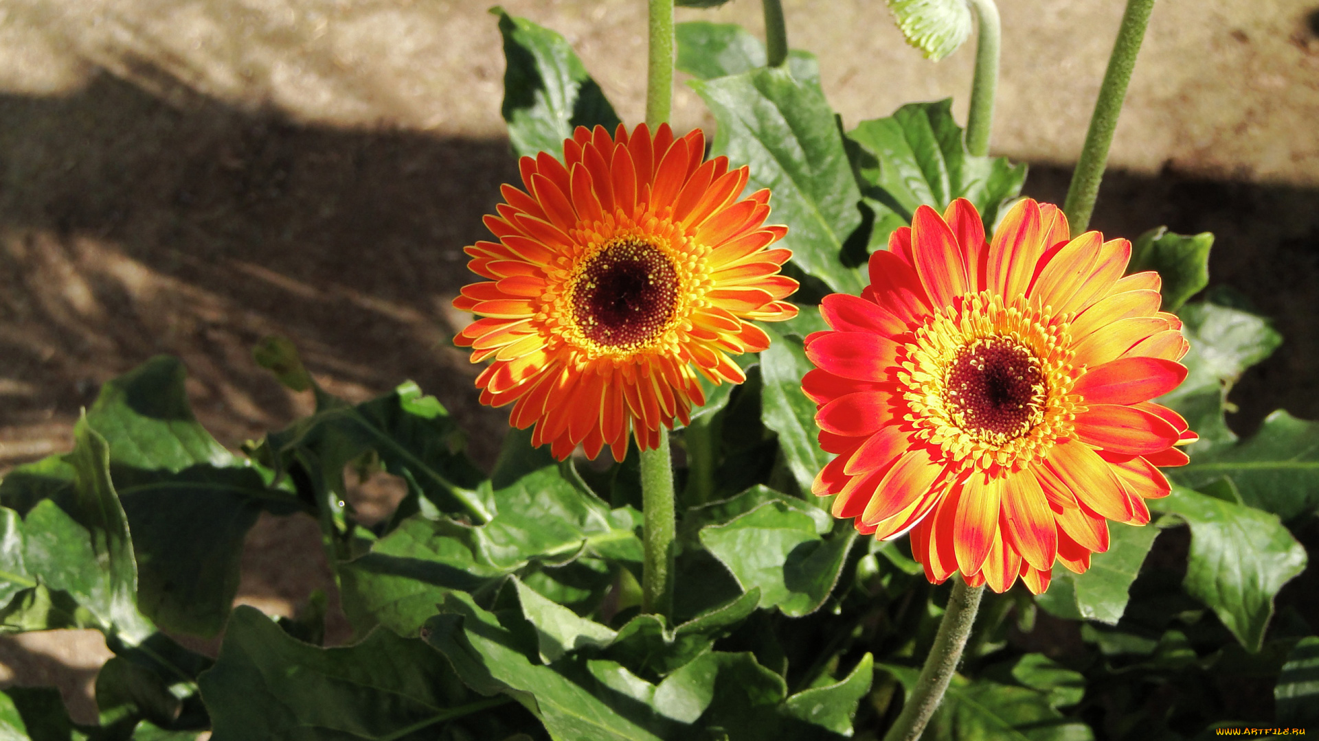 цветы, герберы, оранжевый