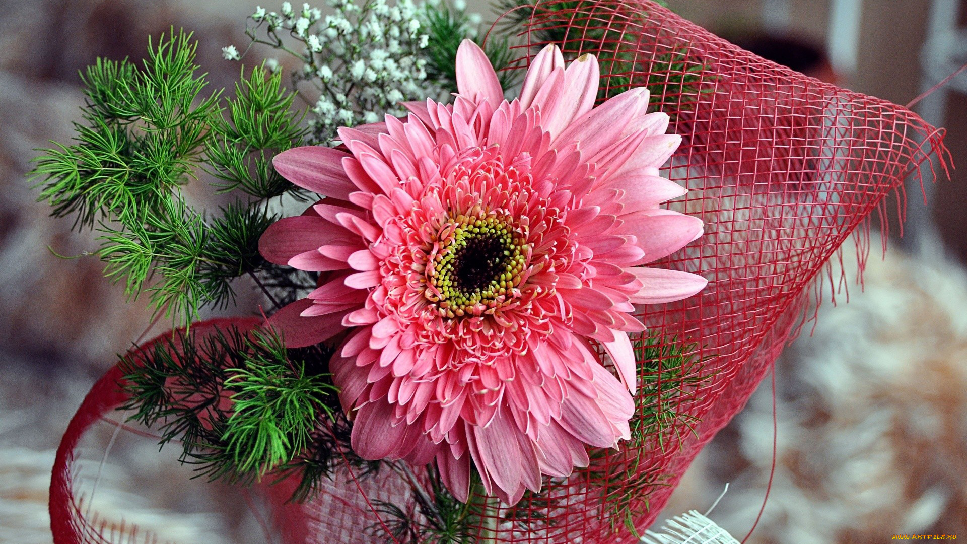 цветы, герберы, розовый