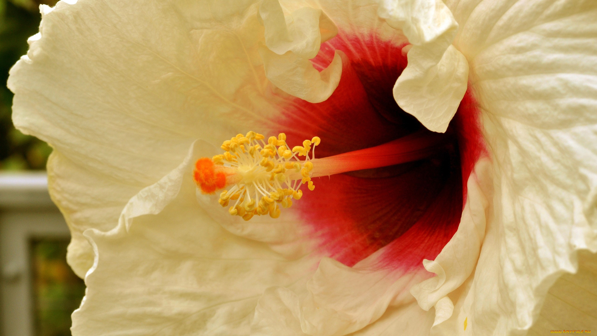 цветы, гибискусы, макро