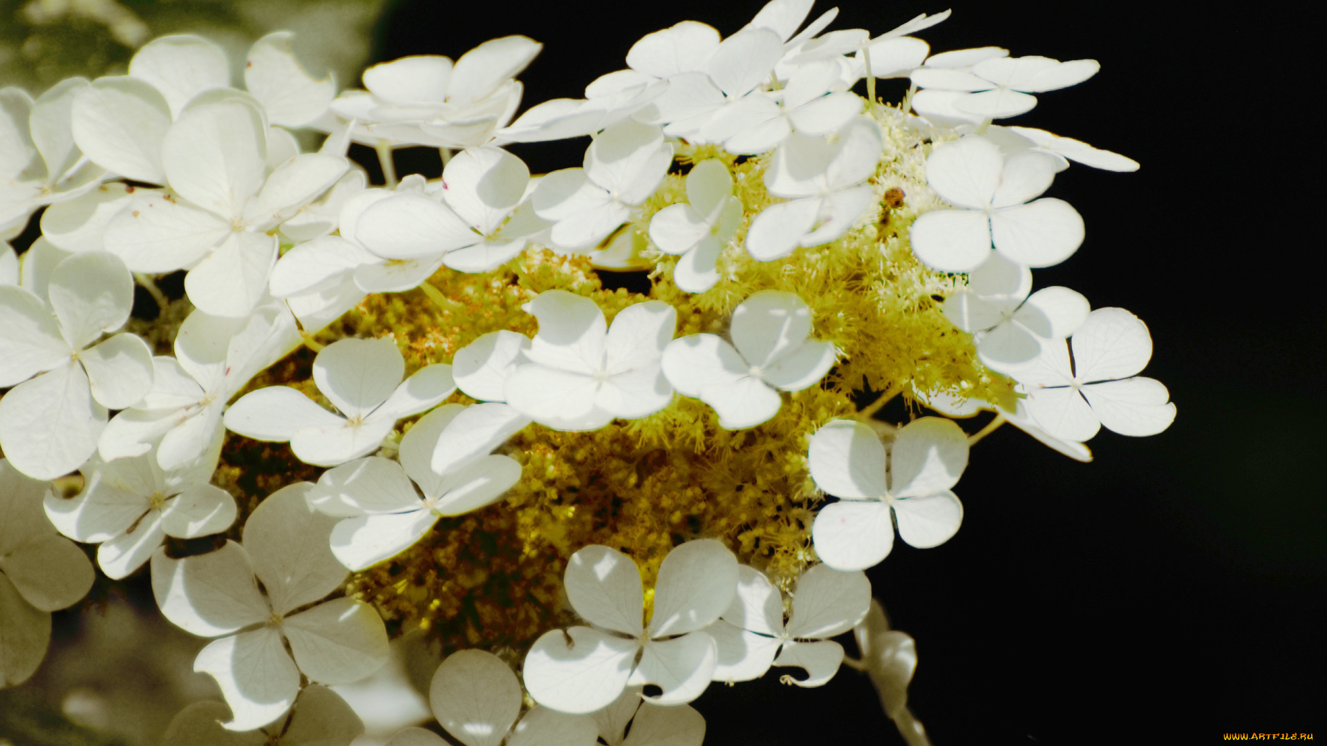 цветы, гортензия, белый