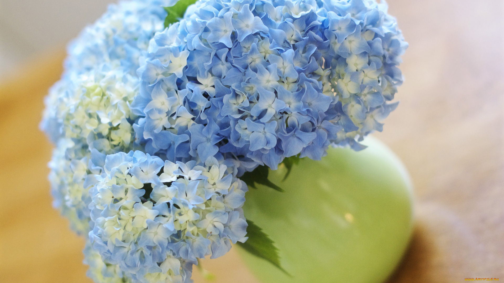 цветы, гортензия, голубой