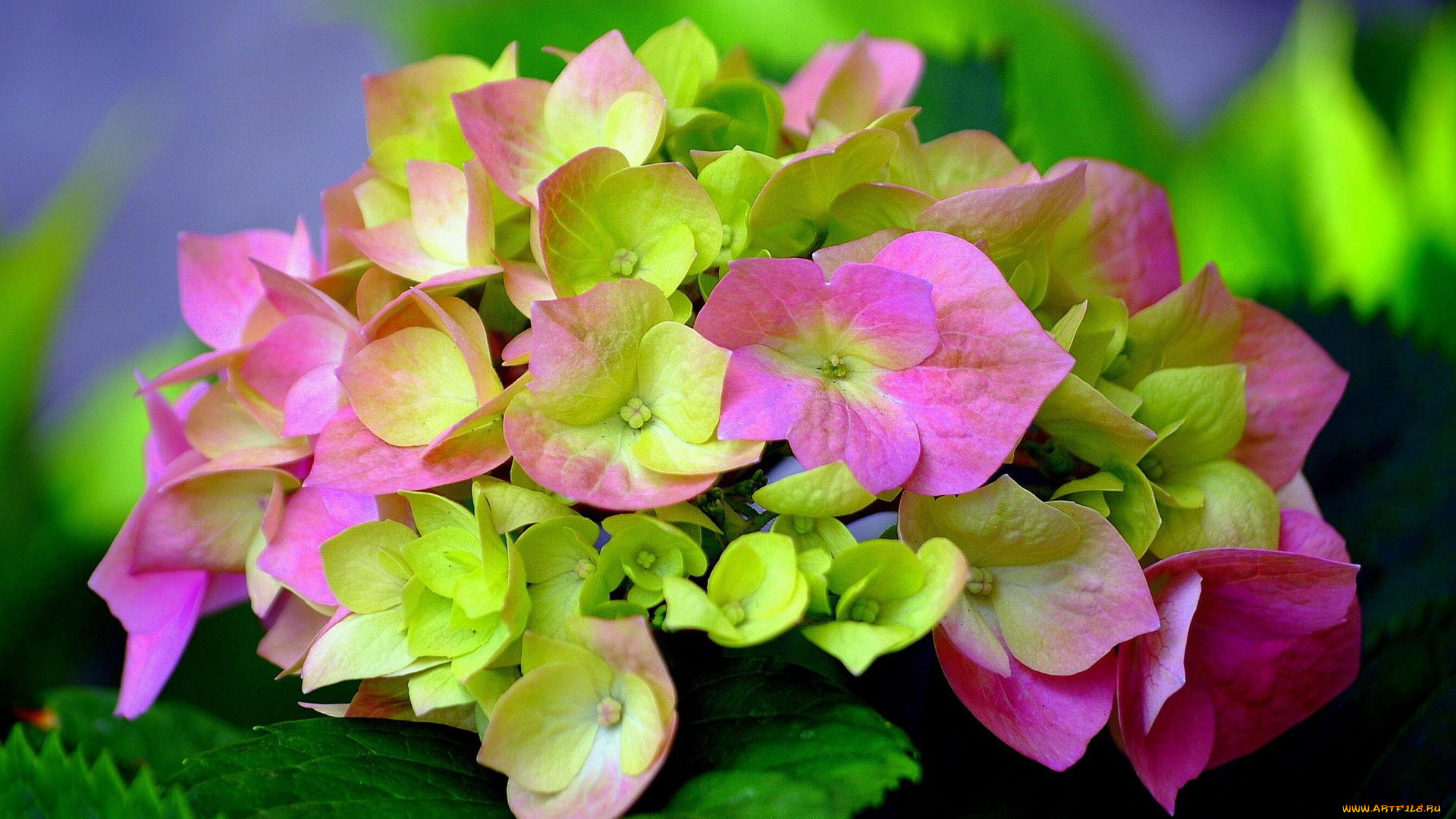 цветы, гортензия, лепестки