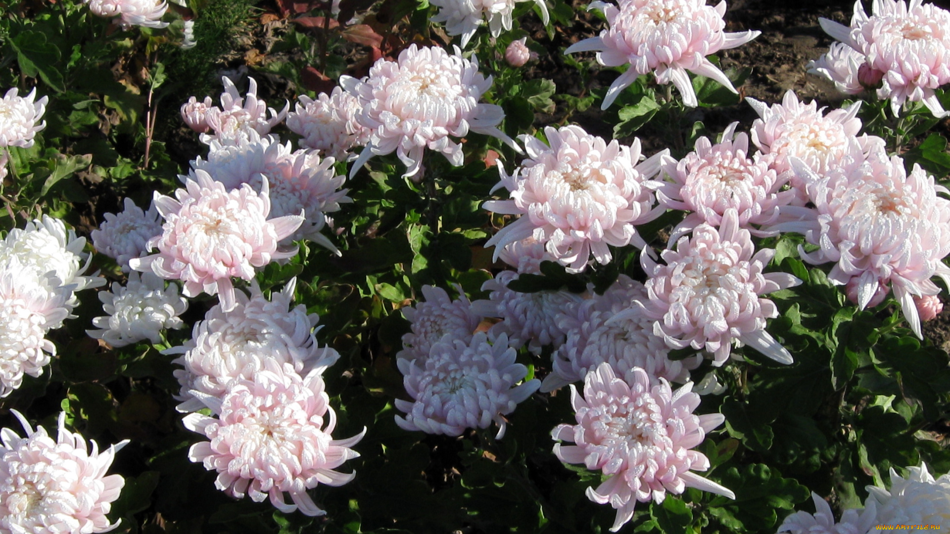 цветы, хризантемы