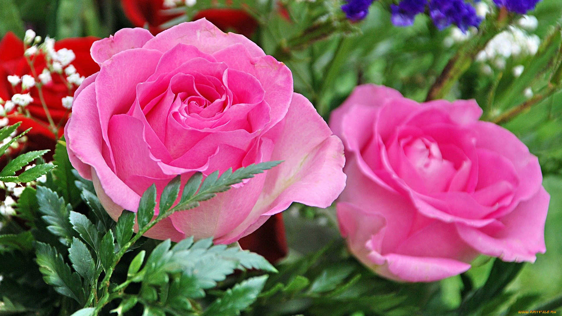 цветы, розы, розовый