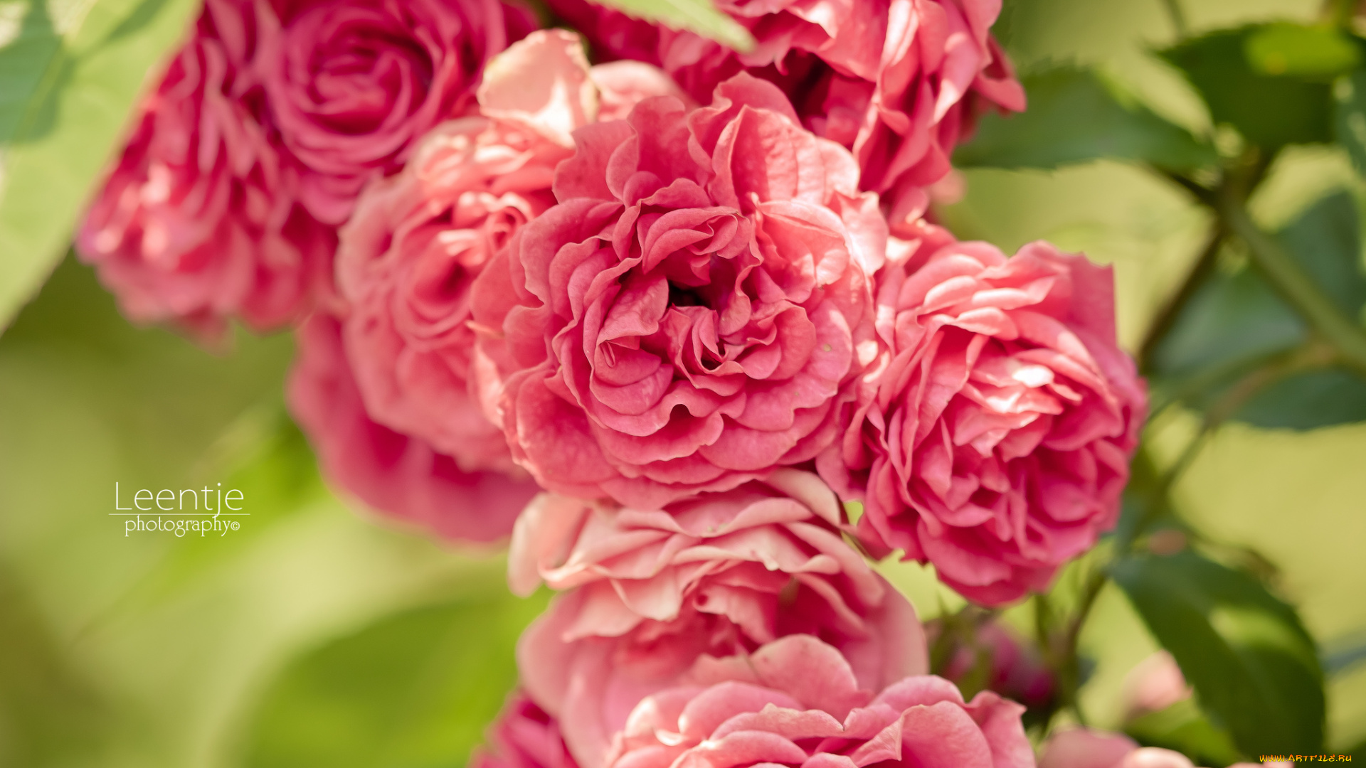 цветы, розы, розовый, куст