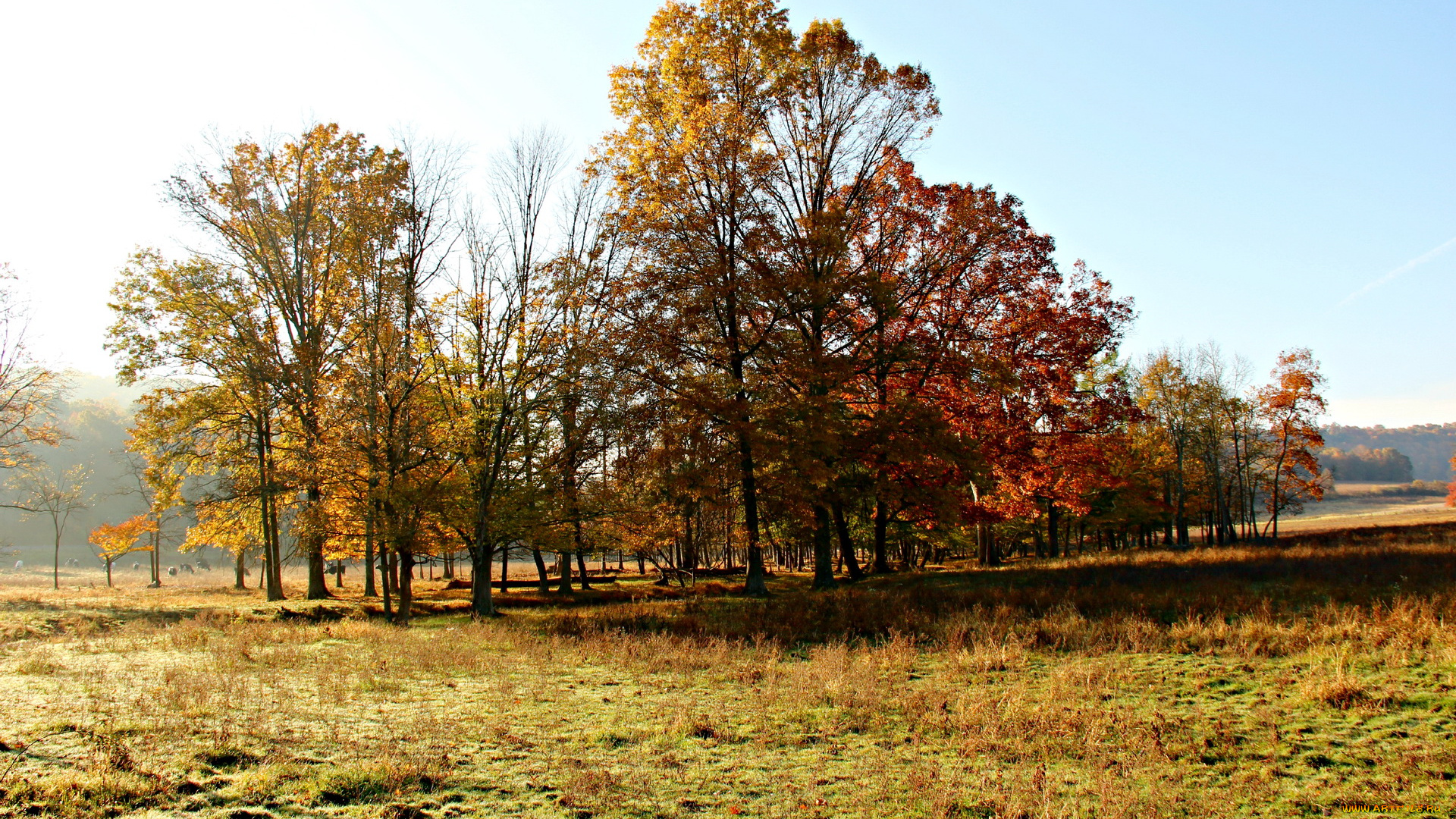 природа, деревья, осень, поляна