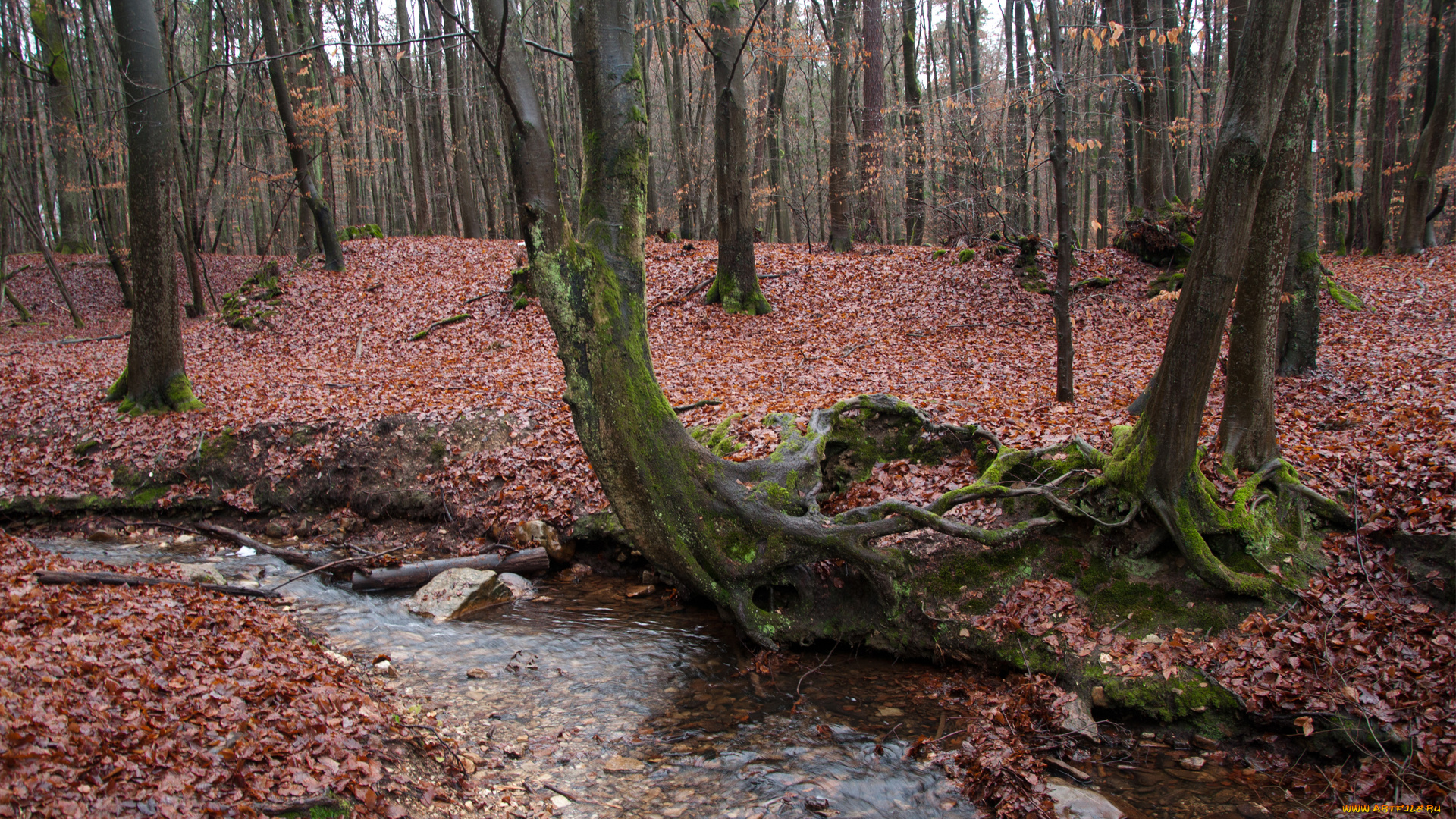 природа, лес, ручей, осень