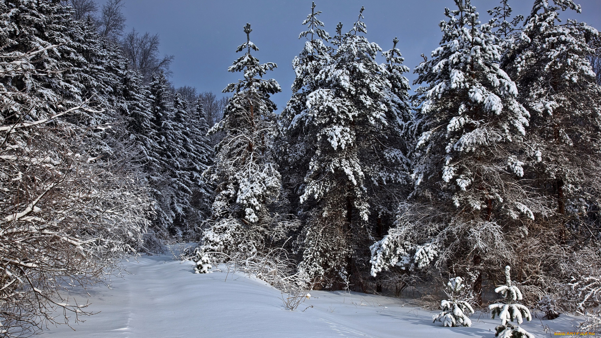 природа, зима, снег