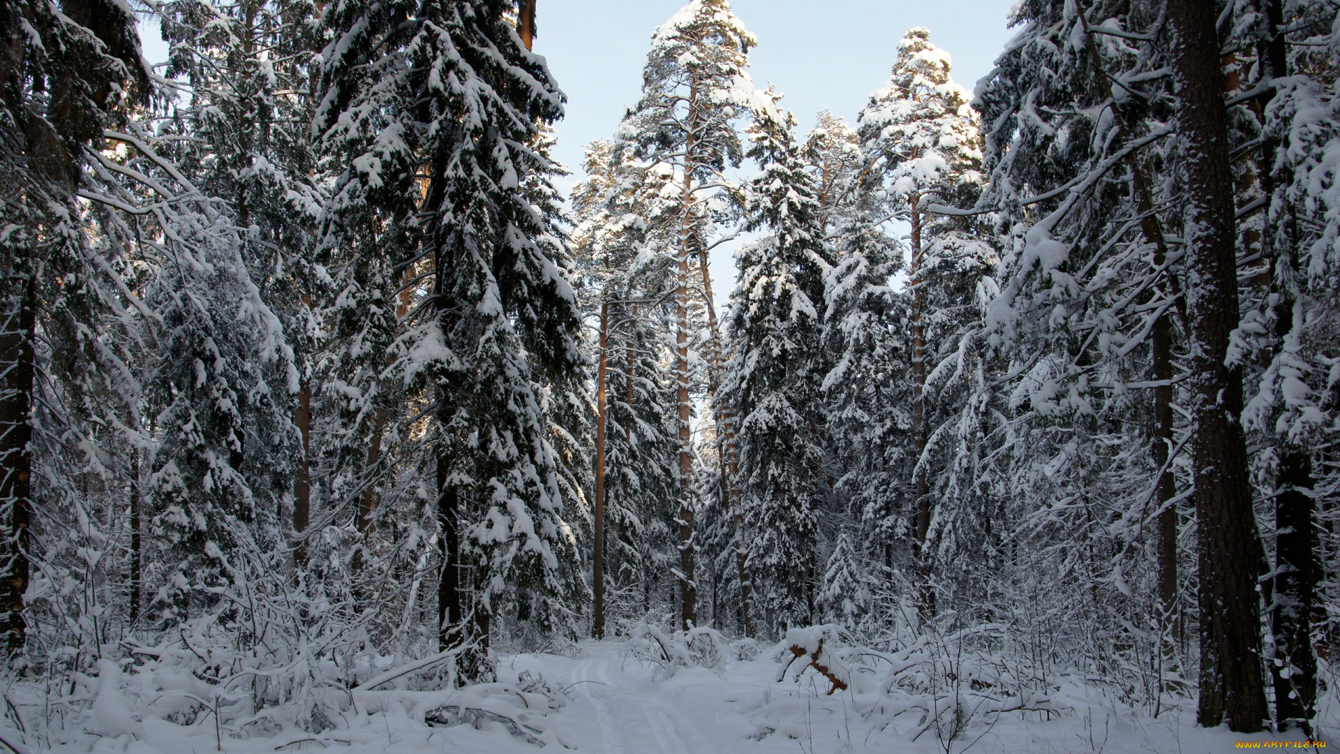 природа, зима, солнце, небо, лес, сосны, ели, снег