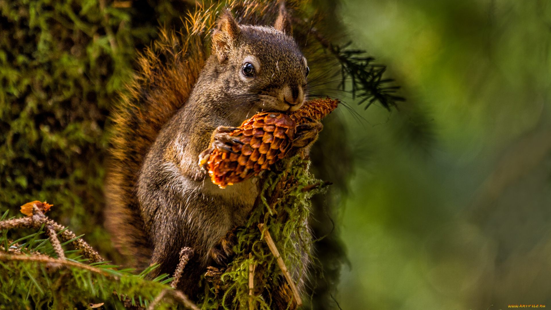 животные, белки, шишка