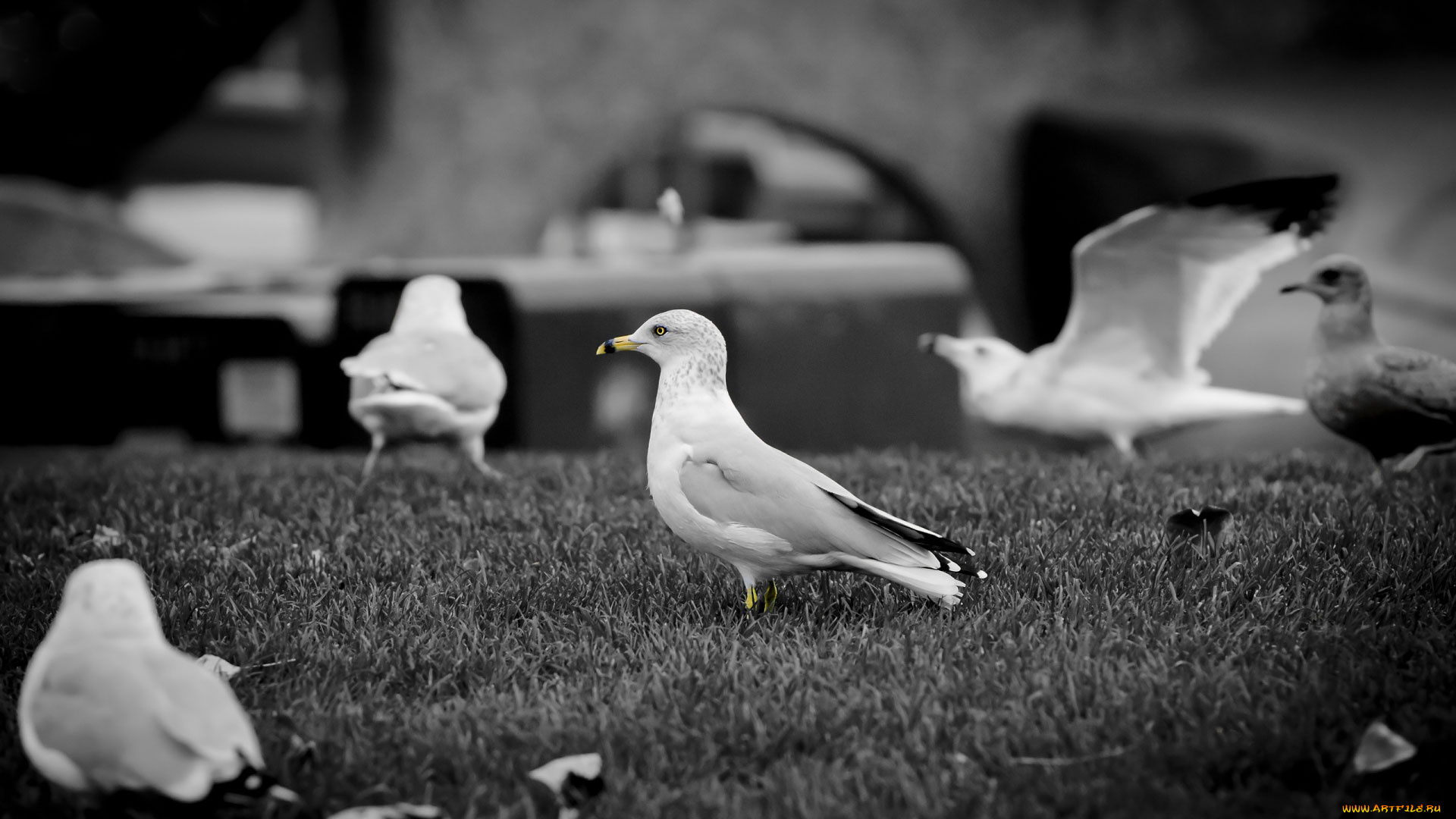 животные, Чайки, бакланы, крачки, чайки