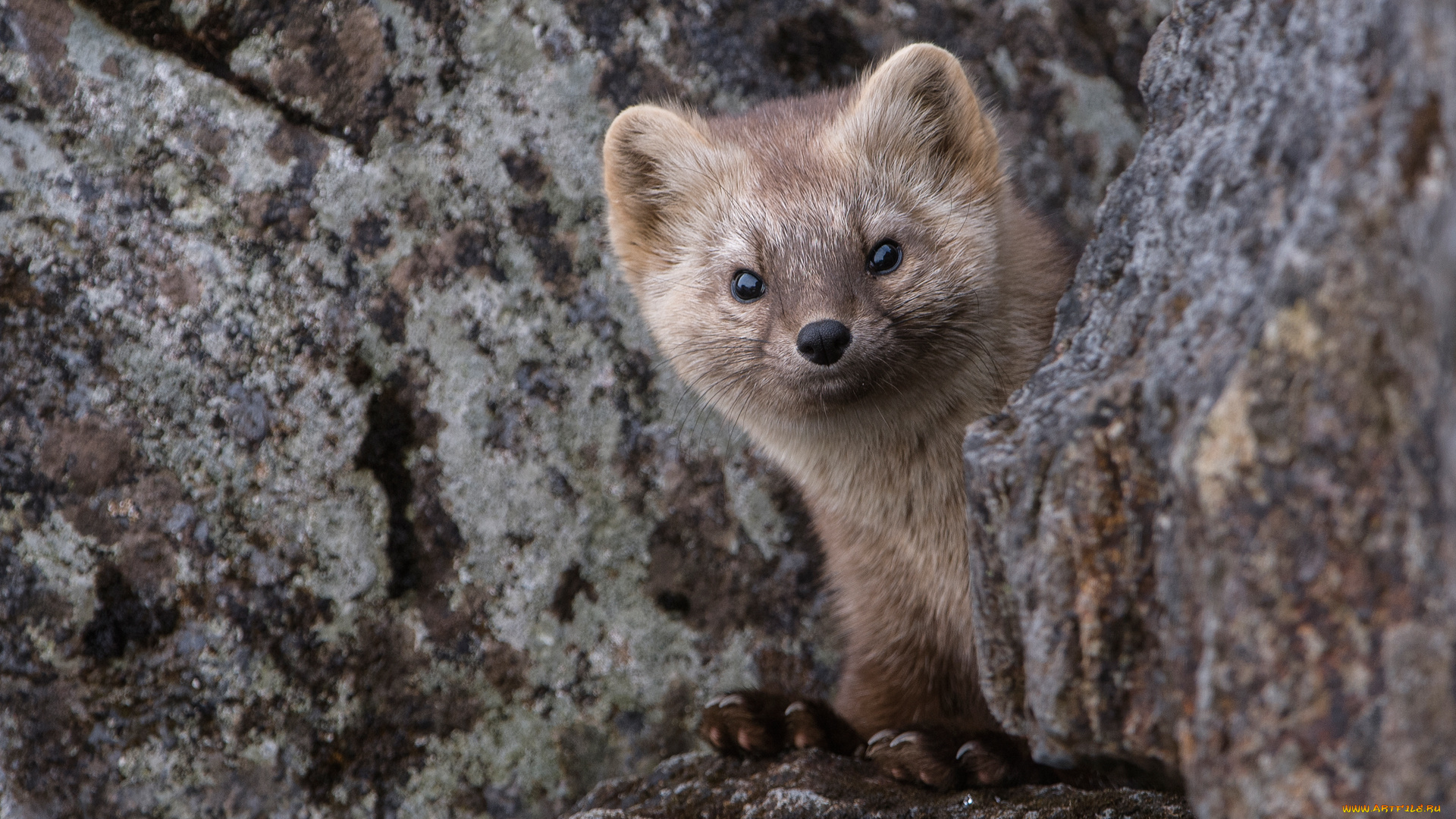 животные, хорьки, ласки, соболи, горностаи, куницы, камчатка, соболь, скалы, природа