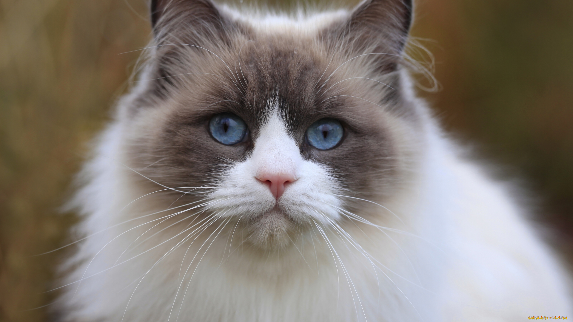 животные, коты, киска, взгляд