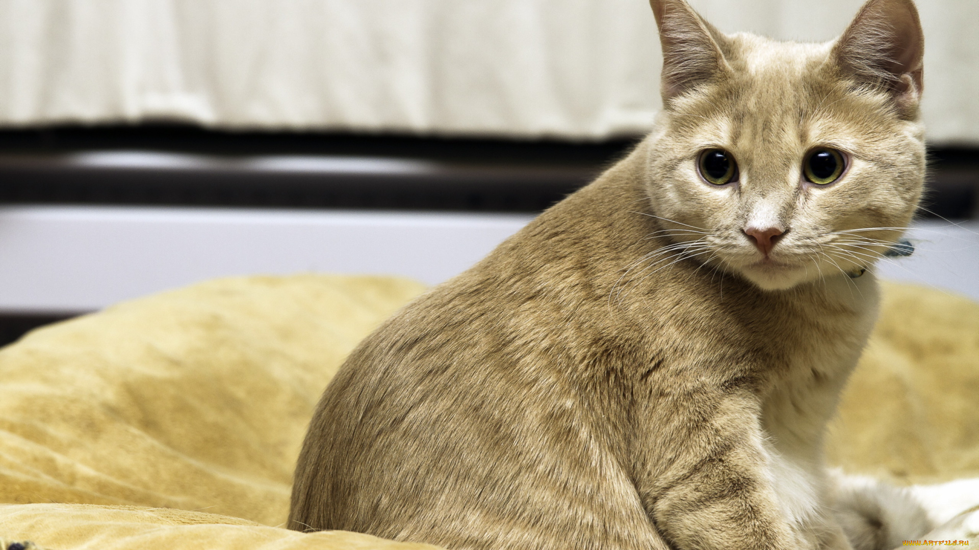 животные, коты, кошка, взгляд, фон