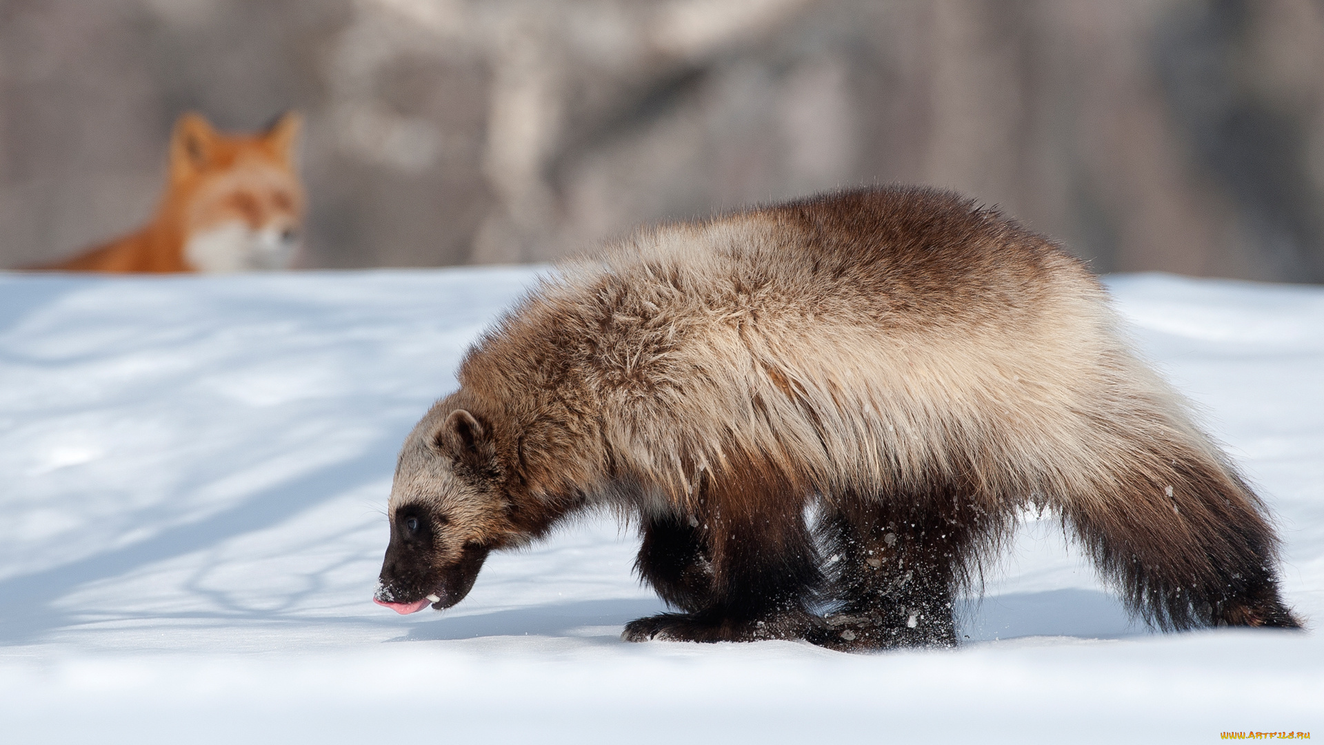 животные, росомахи, зима, снег