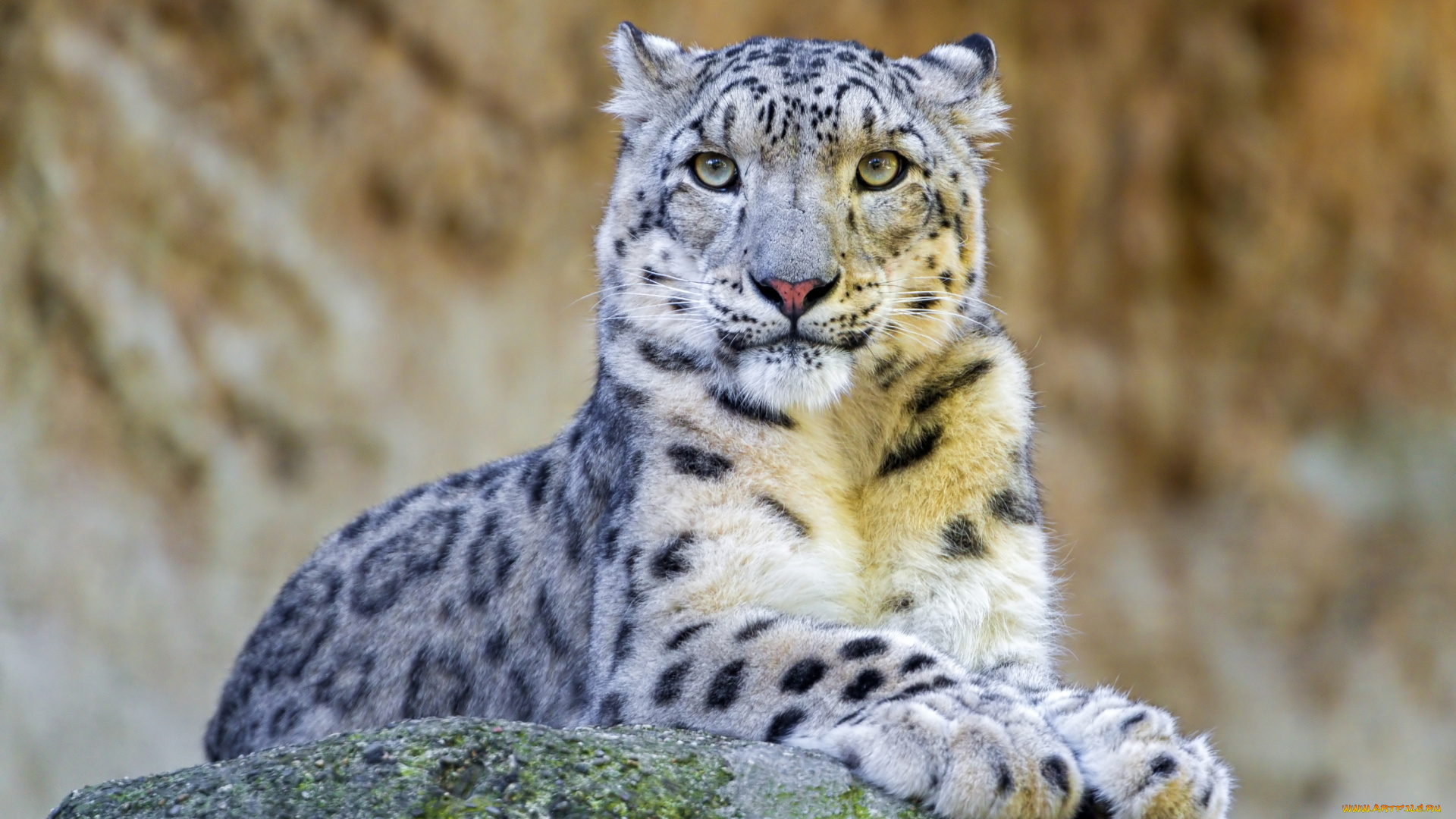 животные, снежный, барс, ирбис