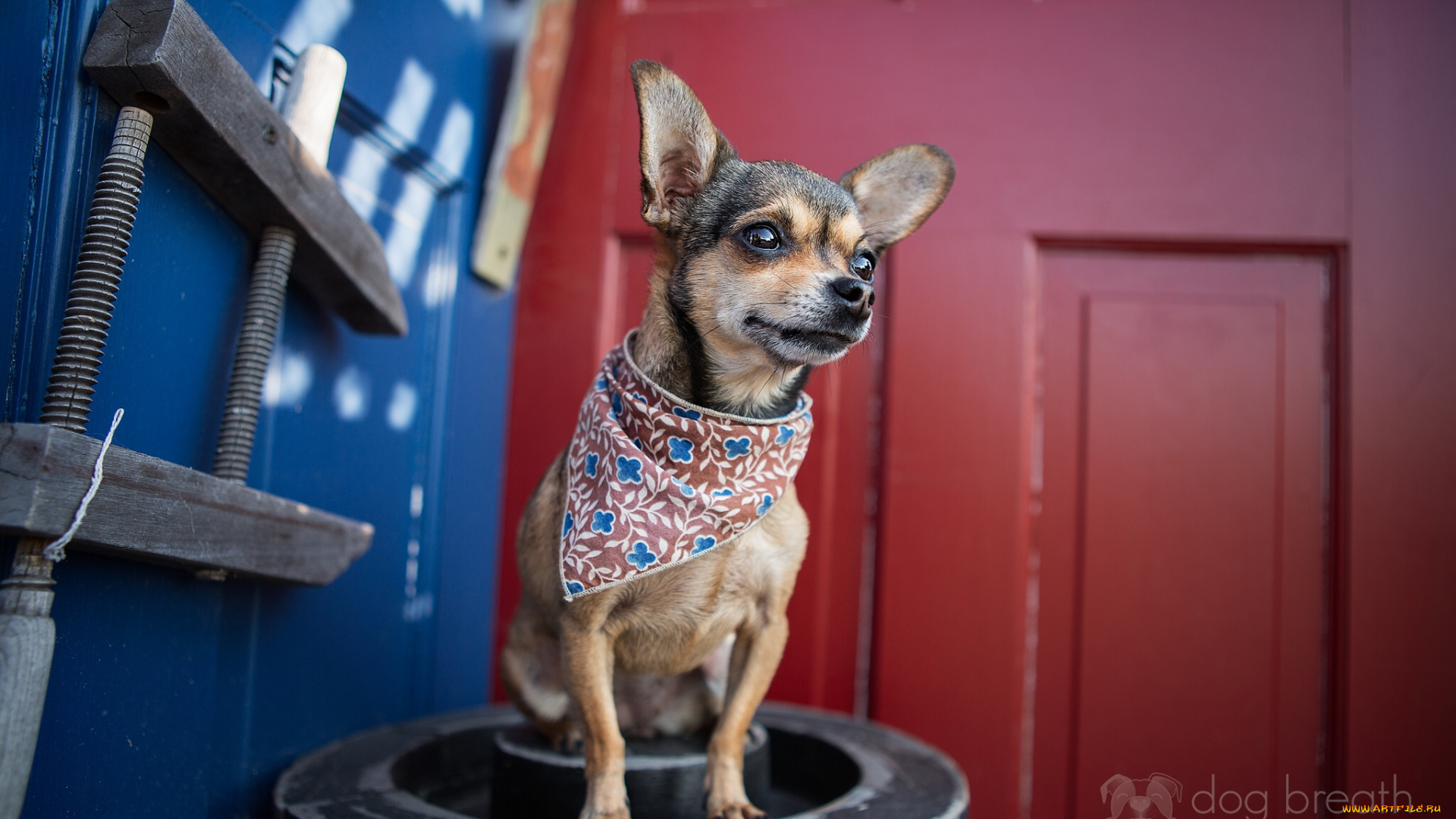 животные, собаки, Чихуахуа