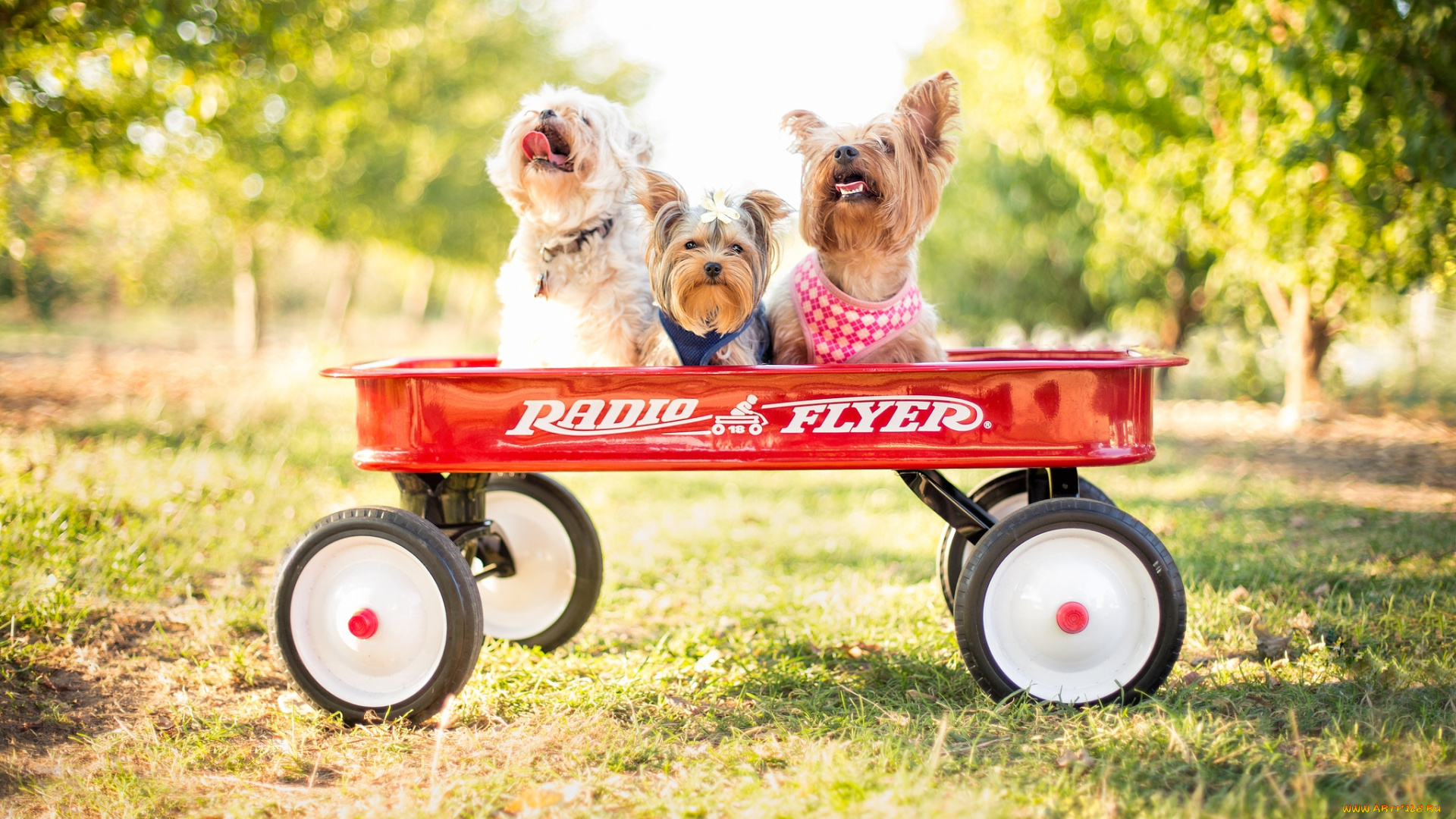 животные, собаки, йоркширский, терьер, тележка, повозка