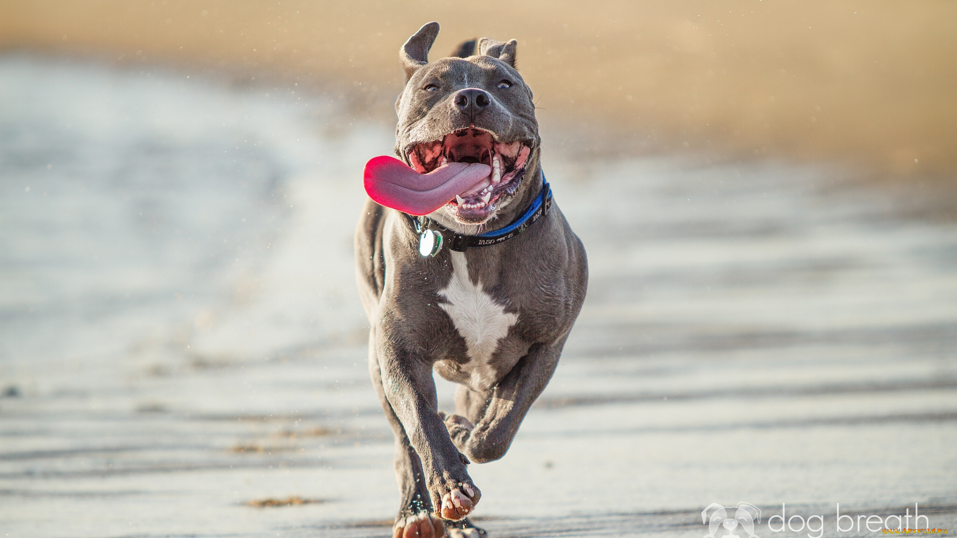 животные, собаки, питбультерьер, пасть, язык, бег
