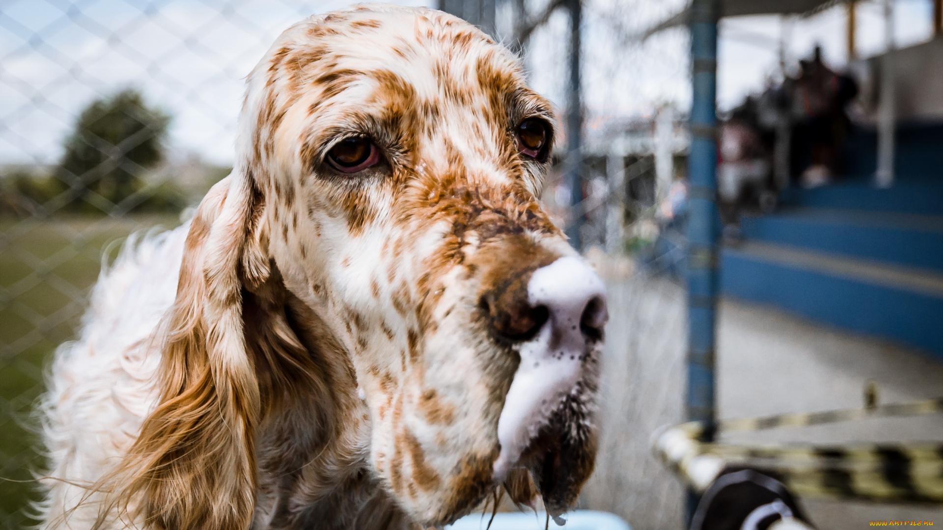 животные, собаки, собака, морда, друг