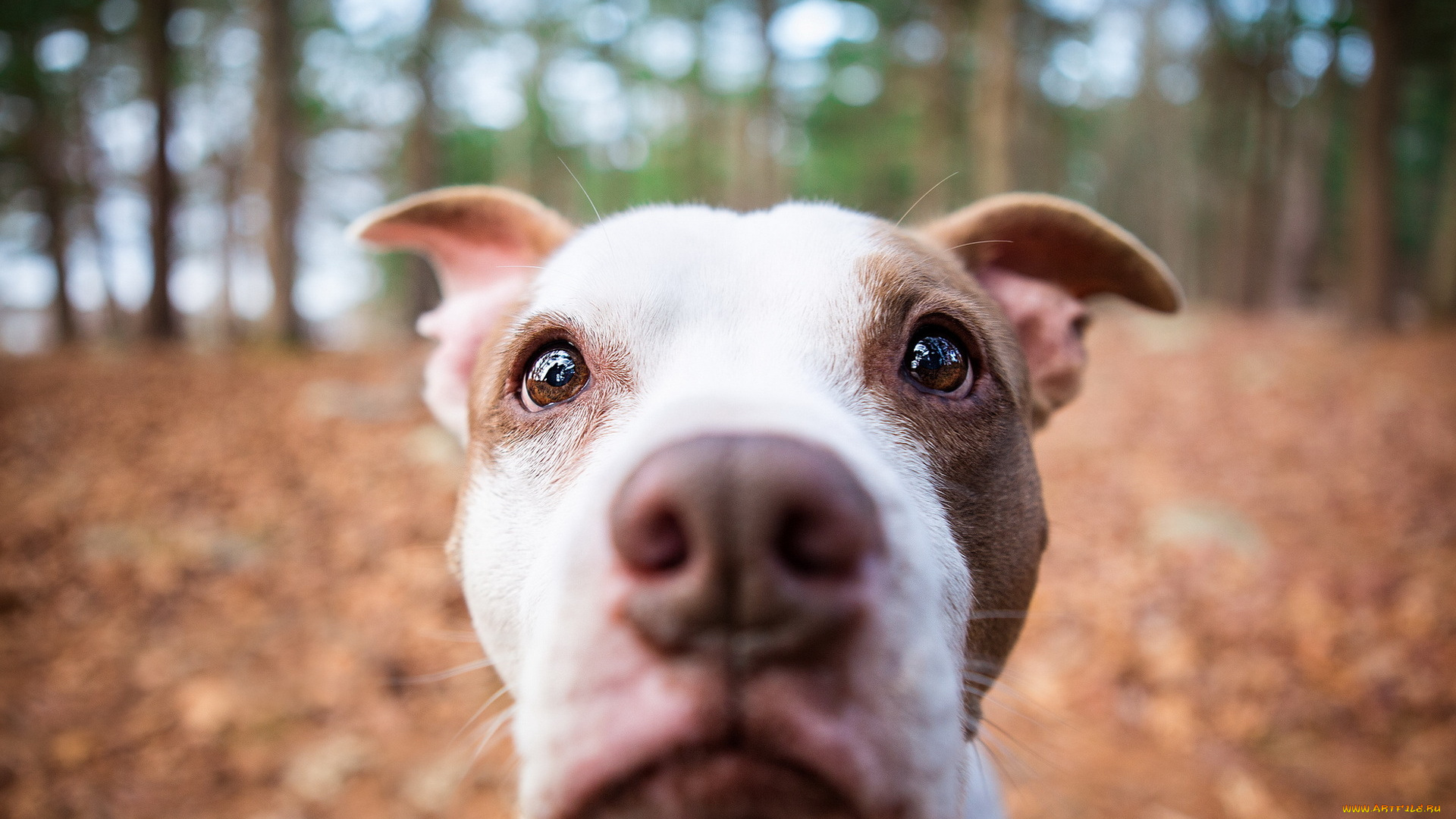 животные, собаки, собака, морда, макро