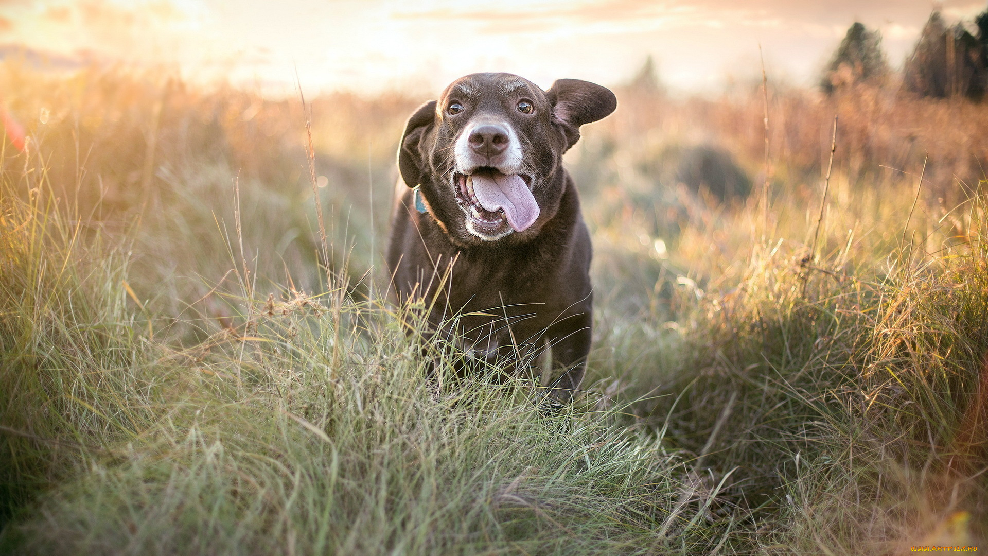 животные, собаки, собака, поле, природа