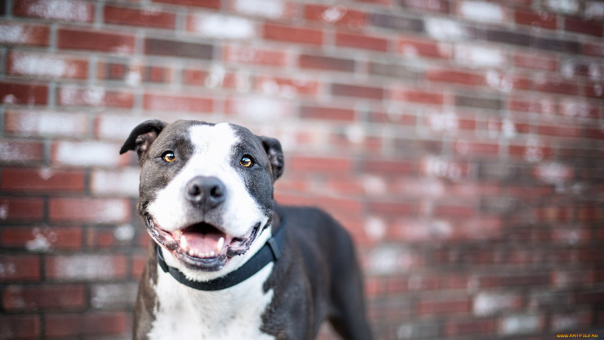 животные, собаки, собака, взгляд, друг