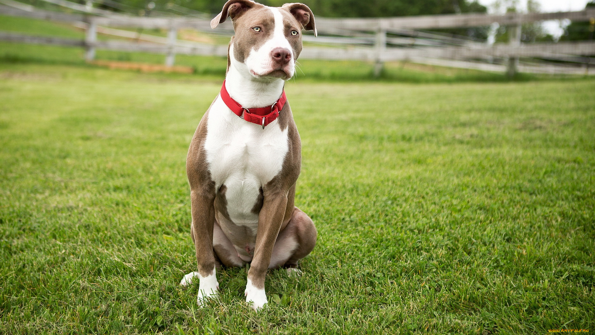 животные, собаки, собака, взгляд, друг