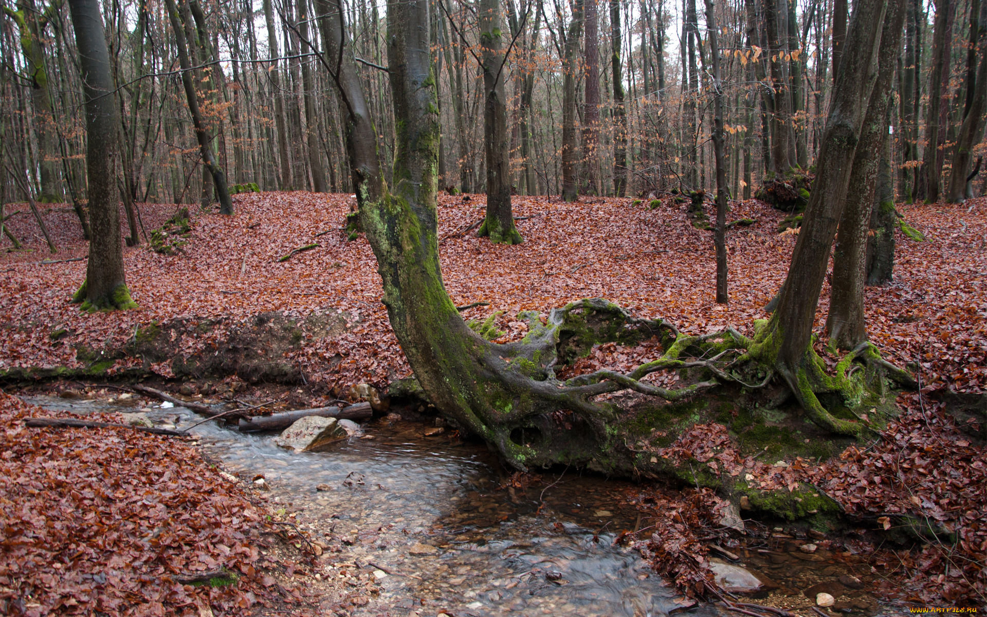 природа, лес, ручей, осень