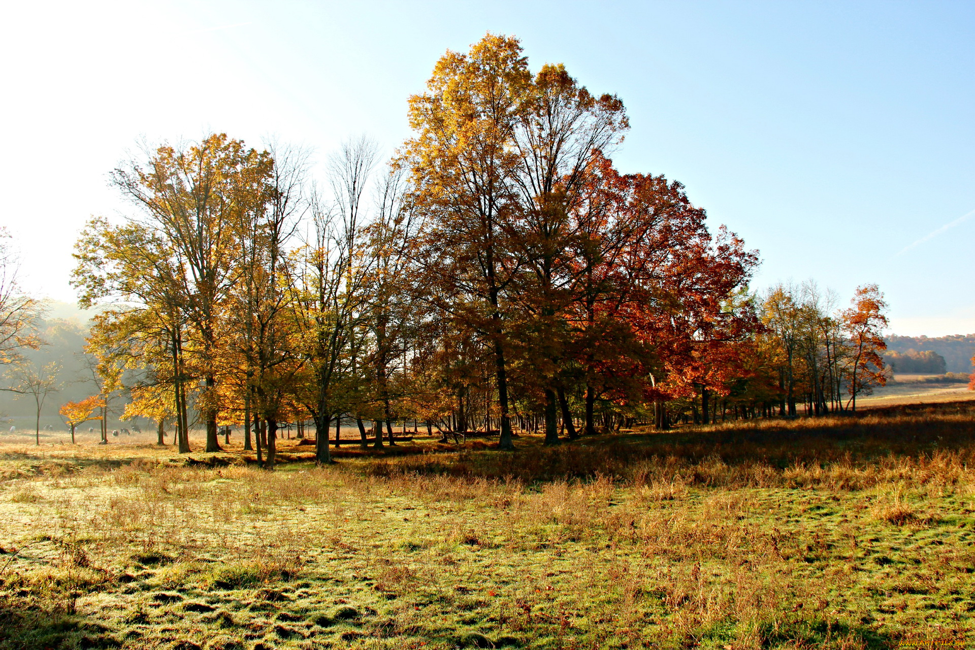 природа, деревья, осень, поляна