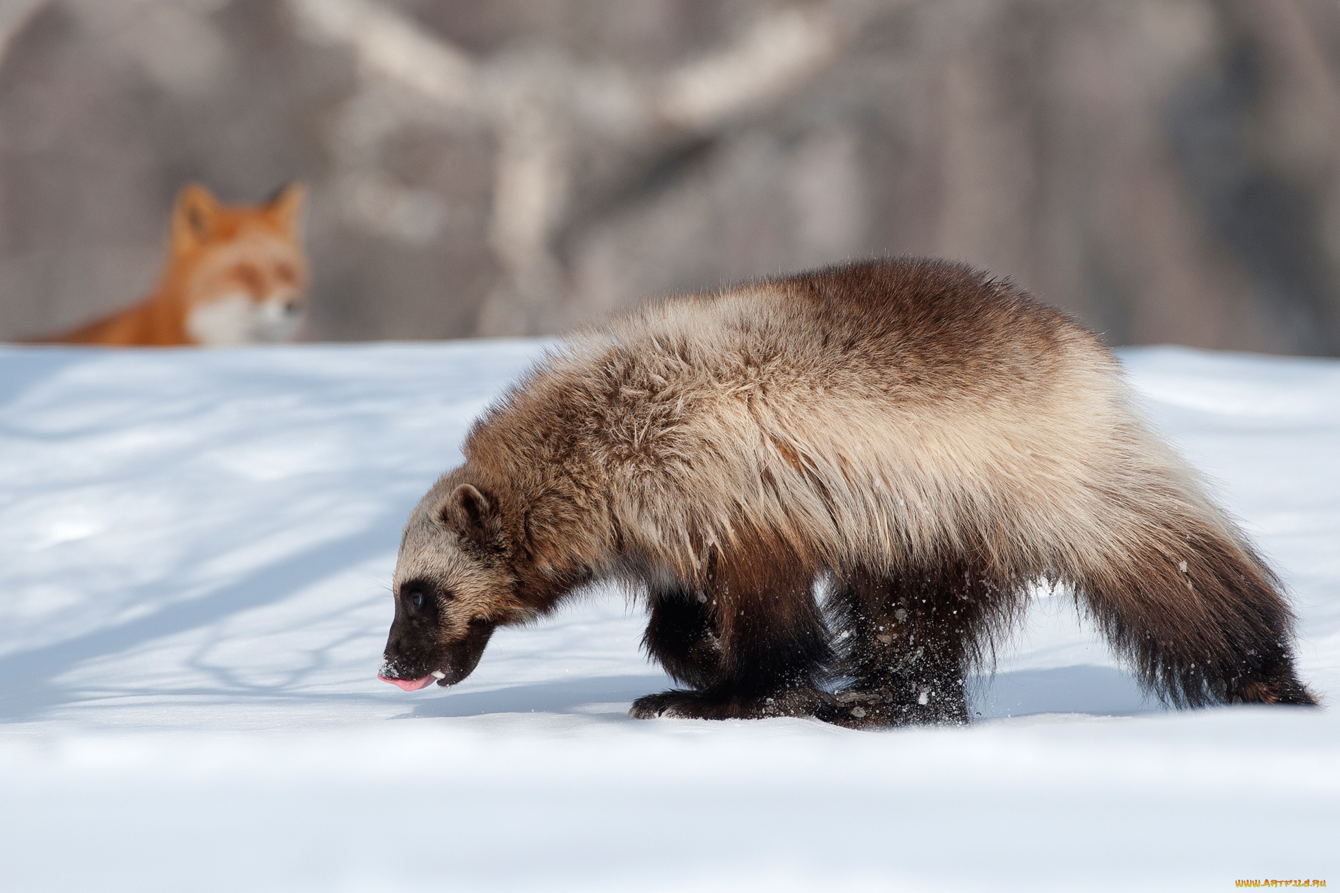 животные, росомахи, зима, снег