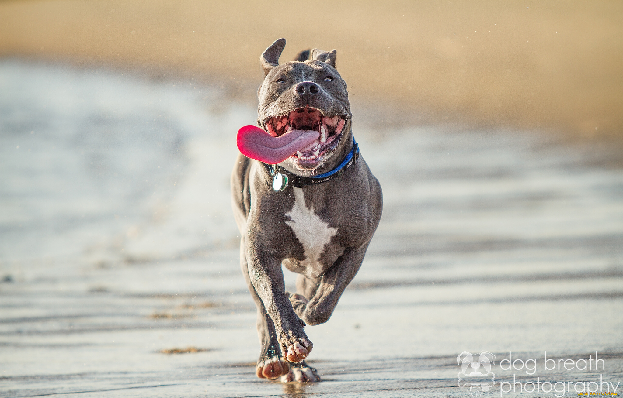 животные, собаки, питбультерьер, пасть, язык, бег